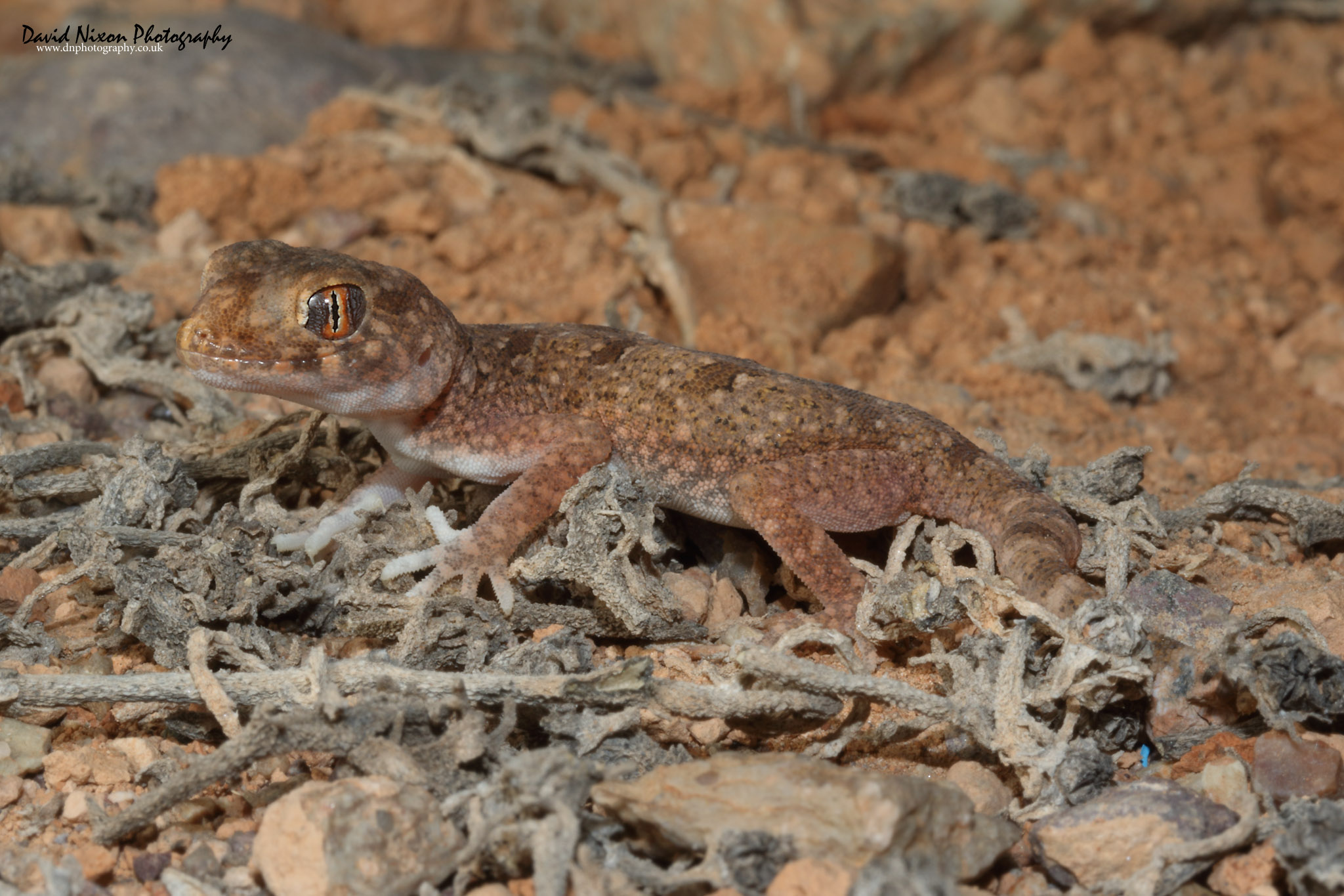 <i>Stenodactylus mauritanicus</i>; Northern Elegant Gecko