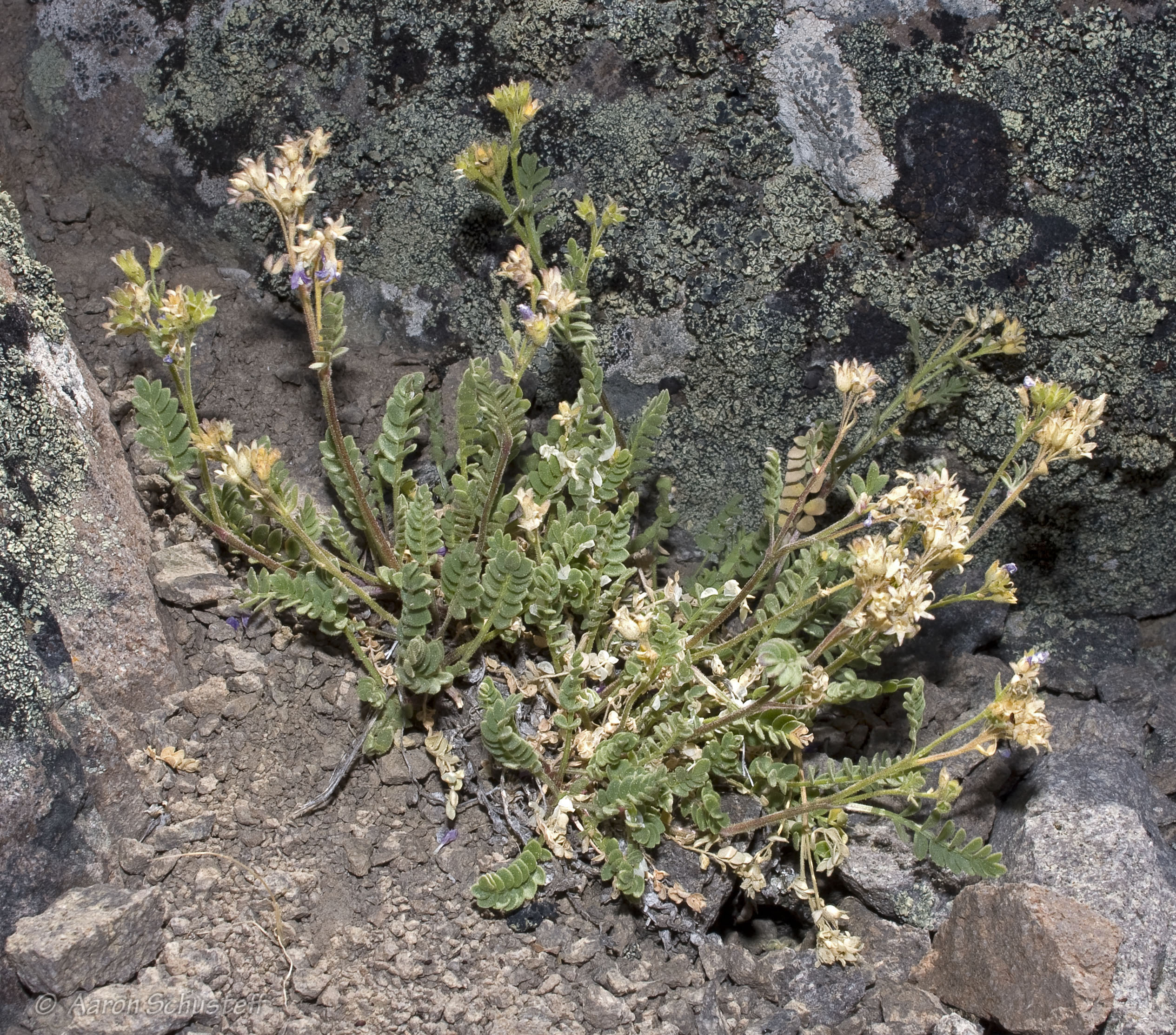 <i>Polemonium pulcherrimum var. pulcherrimum</i>