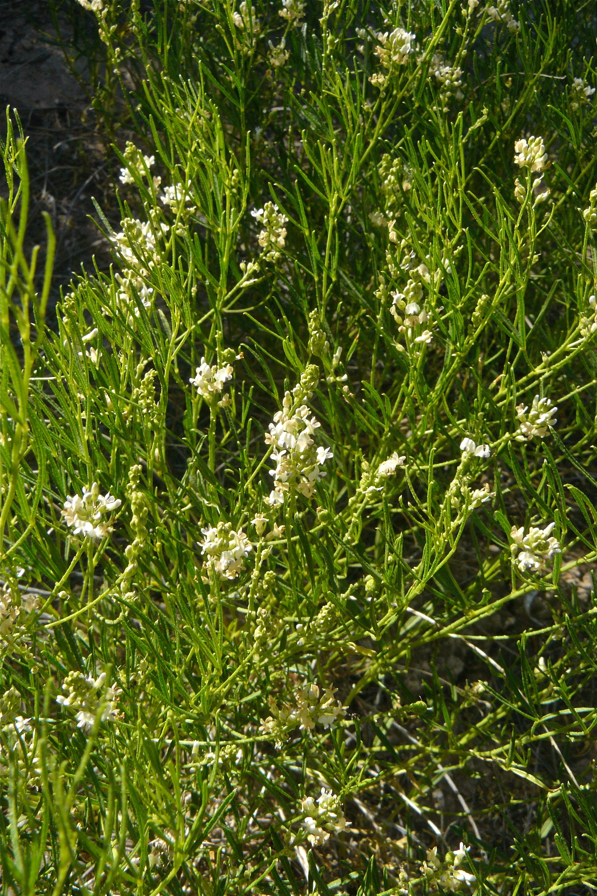 <i>Ladeania lanceolata</i>; Scurfpea