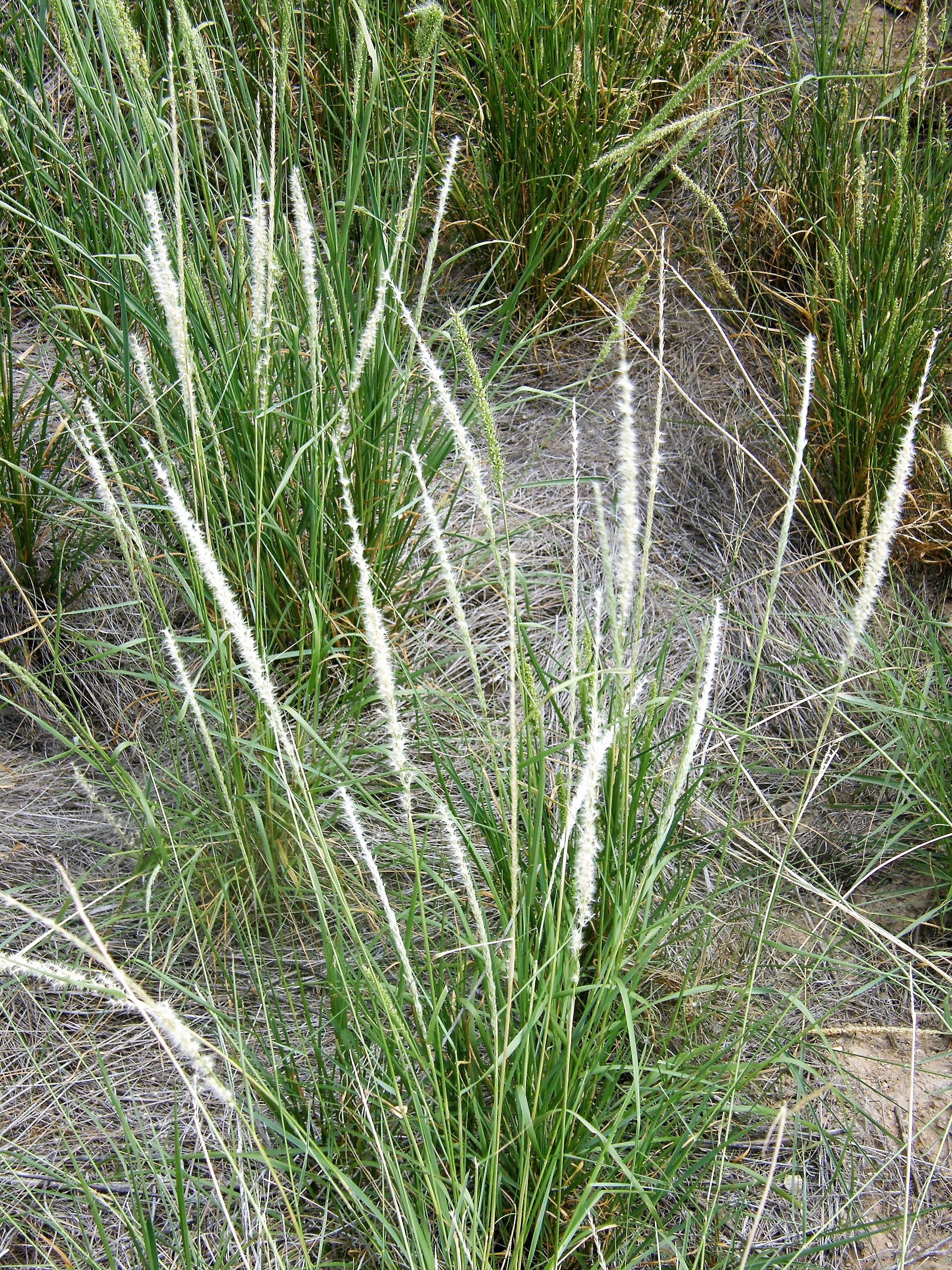 <i>Pappophorum vaginatum</i>; Whiplash Pappusgrass