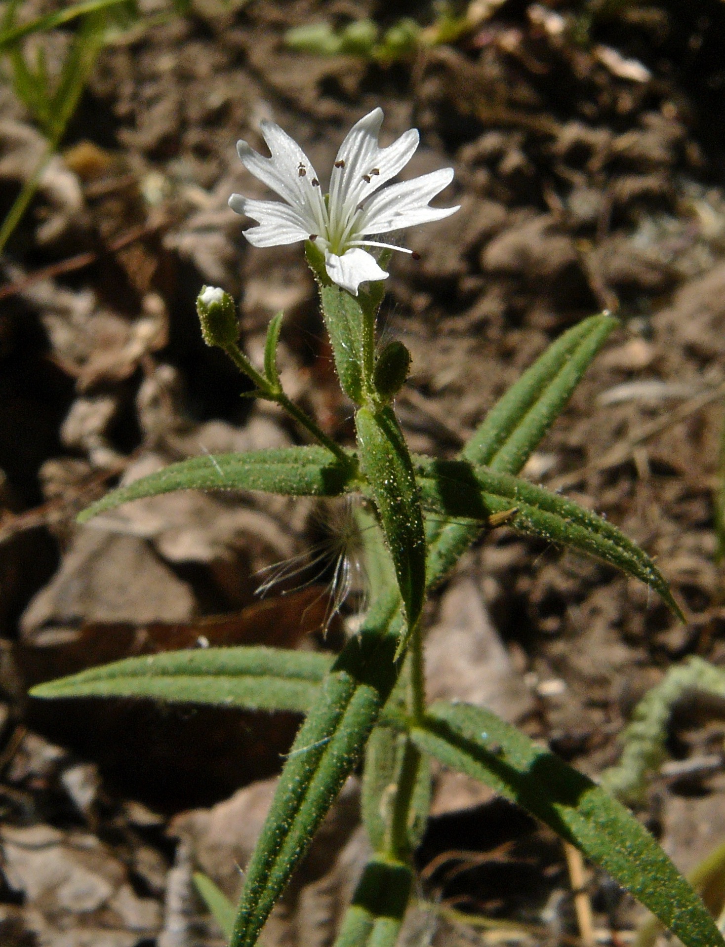 <i>Pseudostellaria jamesiana</i>; Tuber Starwort