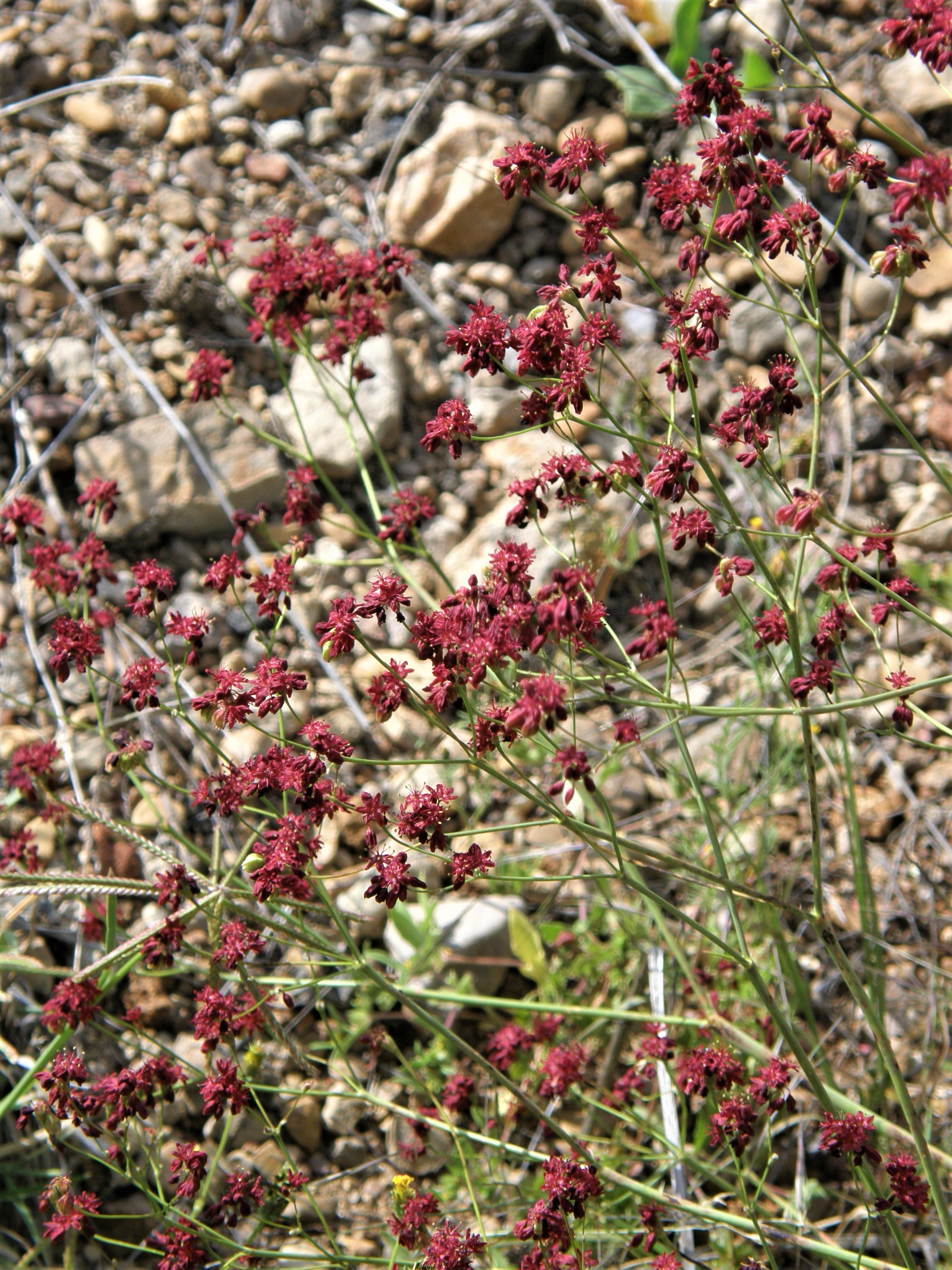 <i>Eriogonum atrorubens</i>; Red Wild Buckwheat