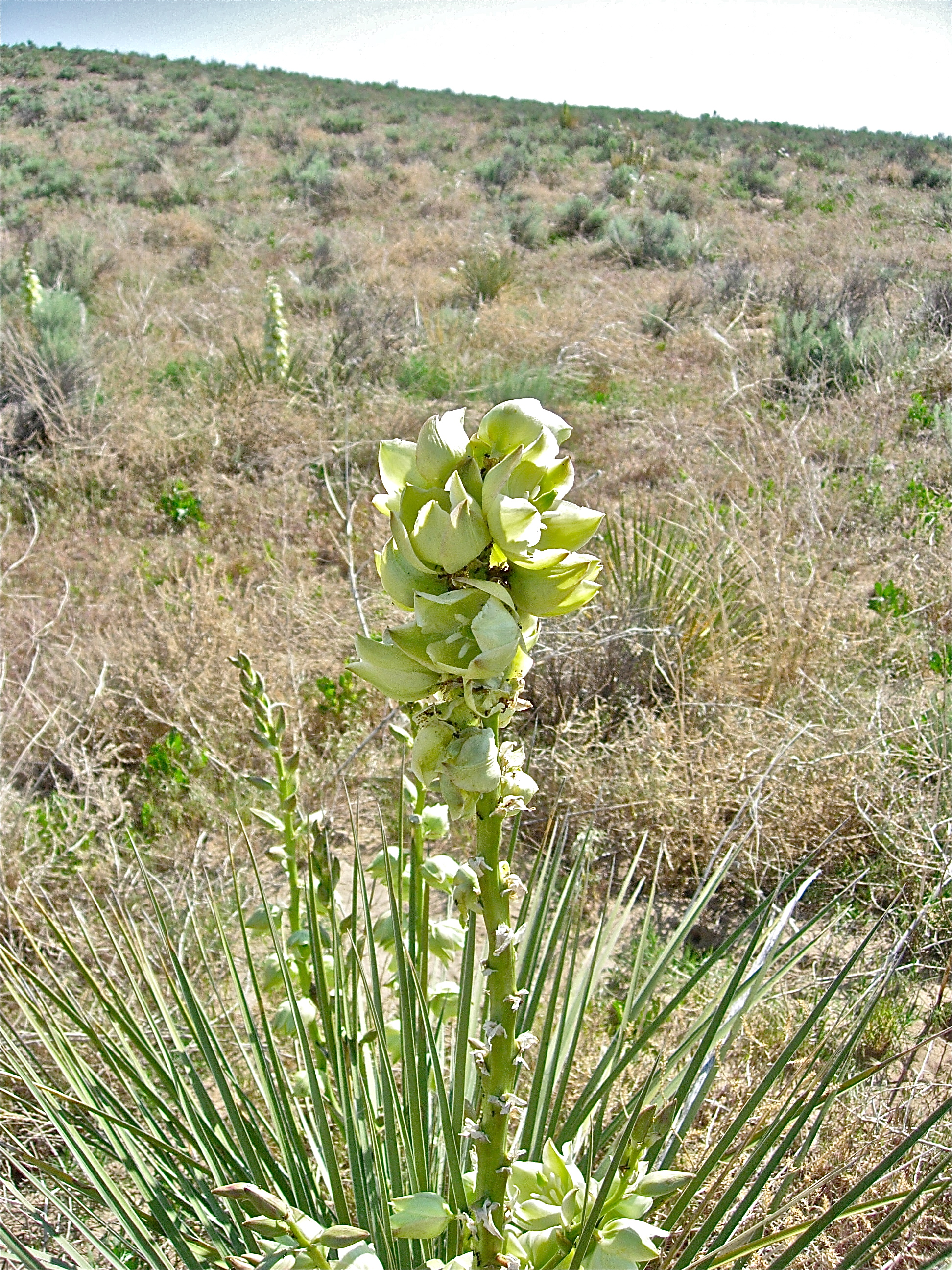 <i>Yucca glauca</i>