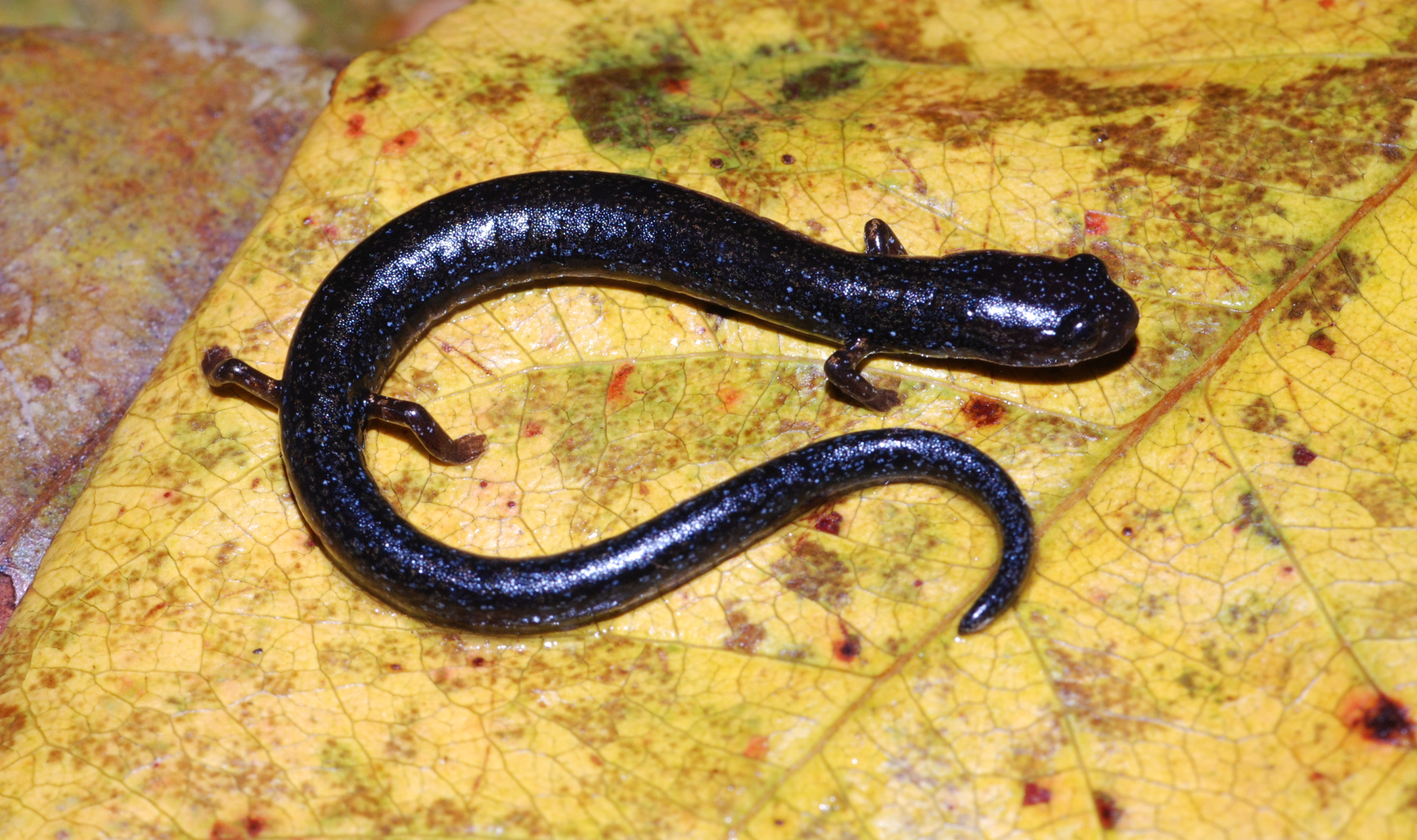 <i>Oedipina leptopoda</i>; Narrow-footed Worm Salamander