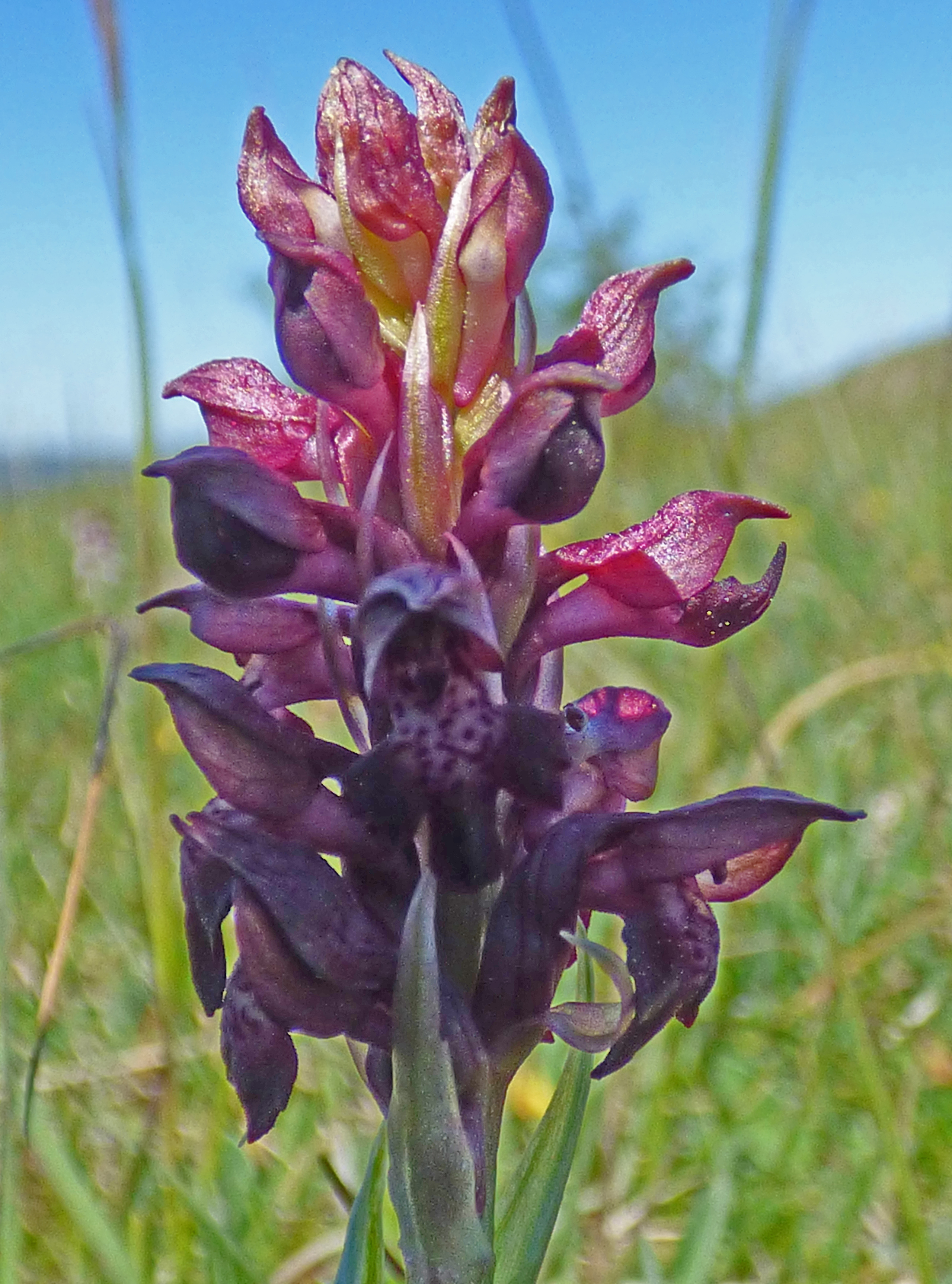 <i>Orchis coriophora</i>; Bug Orchid