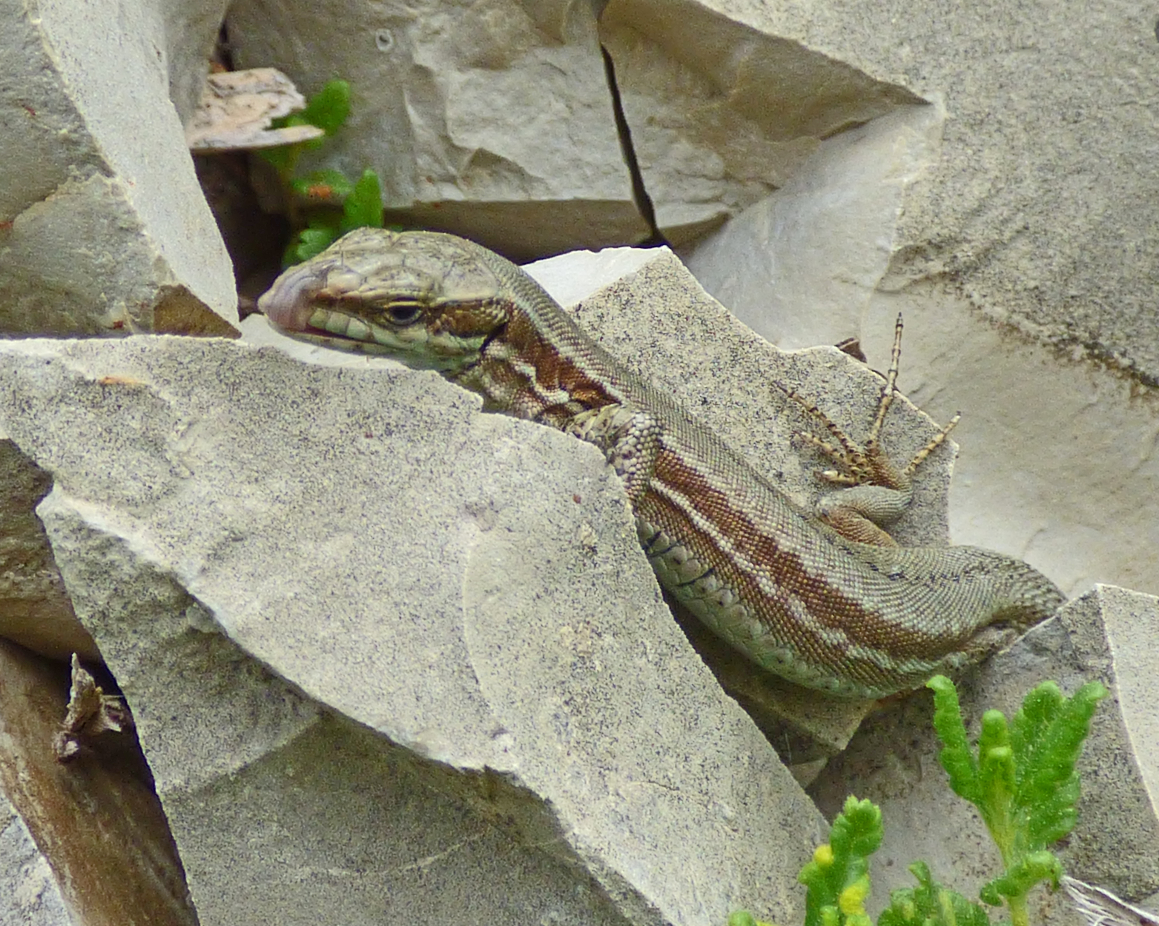 <i>Podarcis muralis</i>; Common Wall Lizard