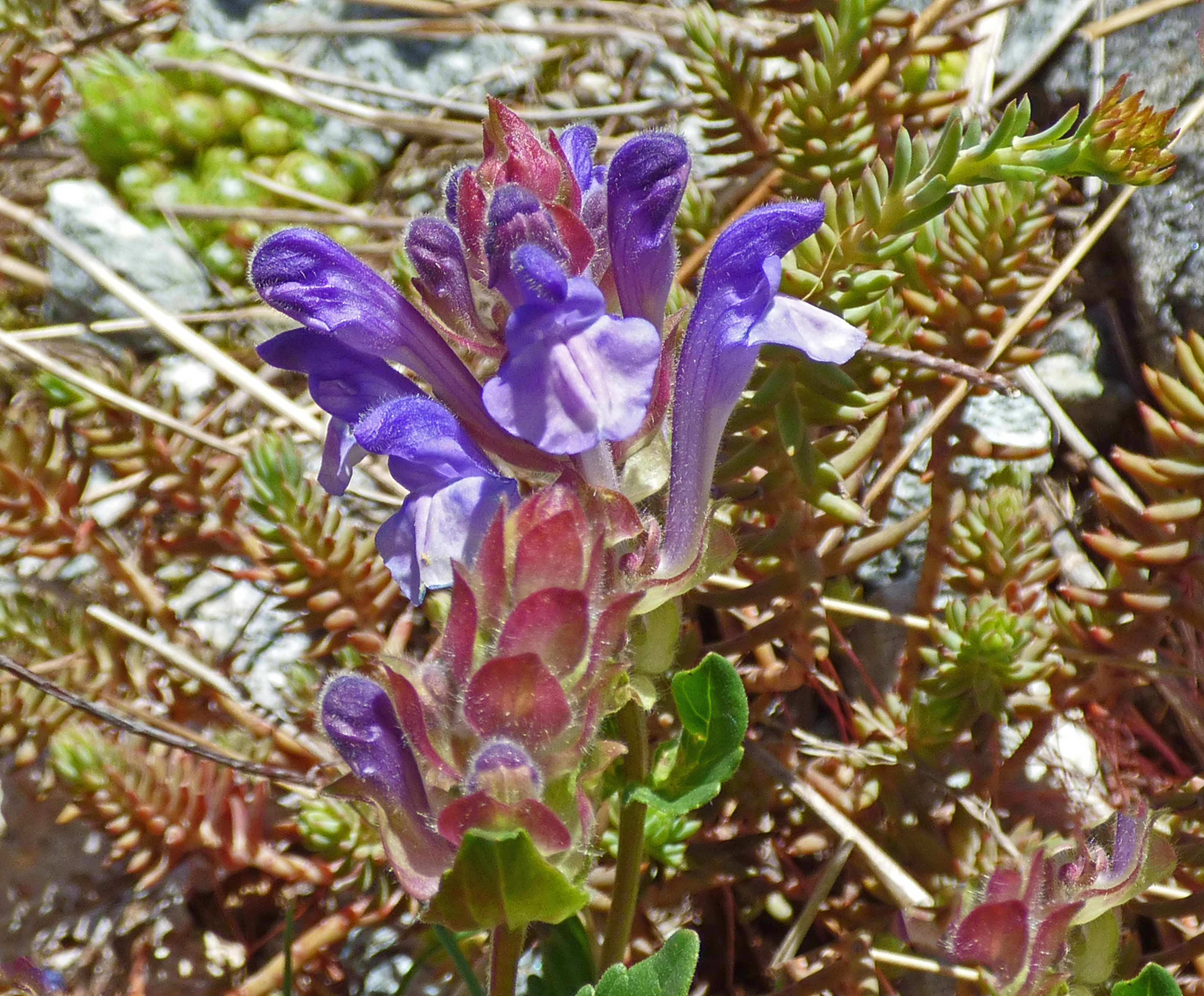 <i>Scutellaria alpina</i>; Alpine Skullcap