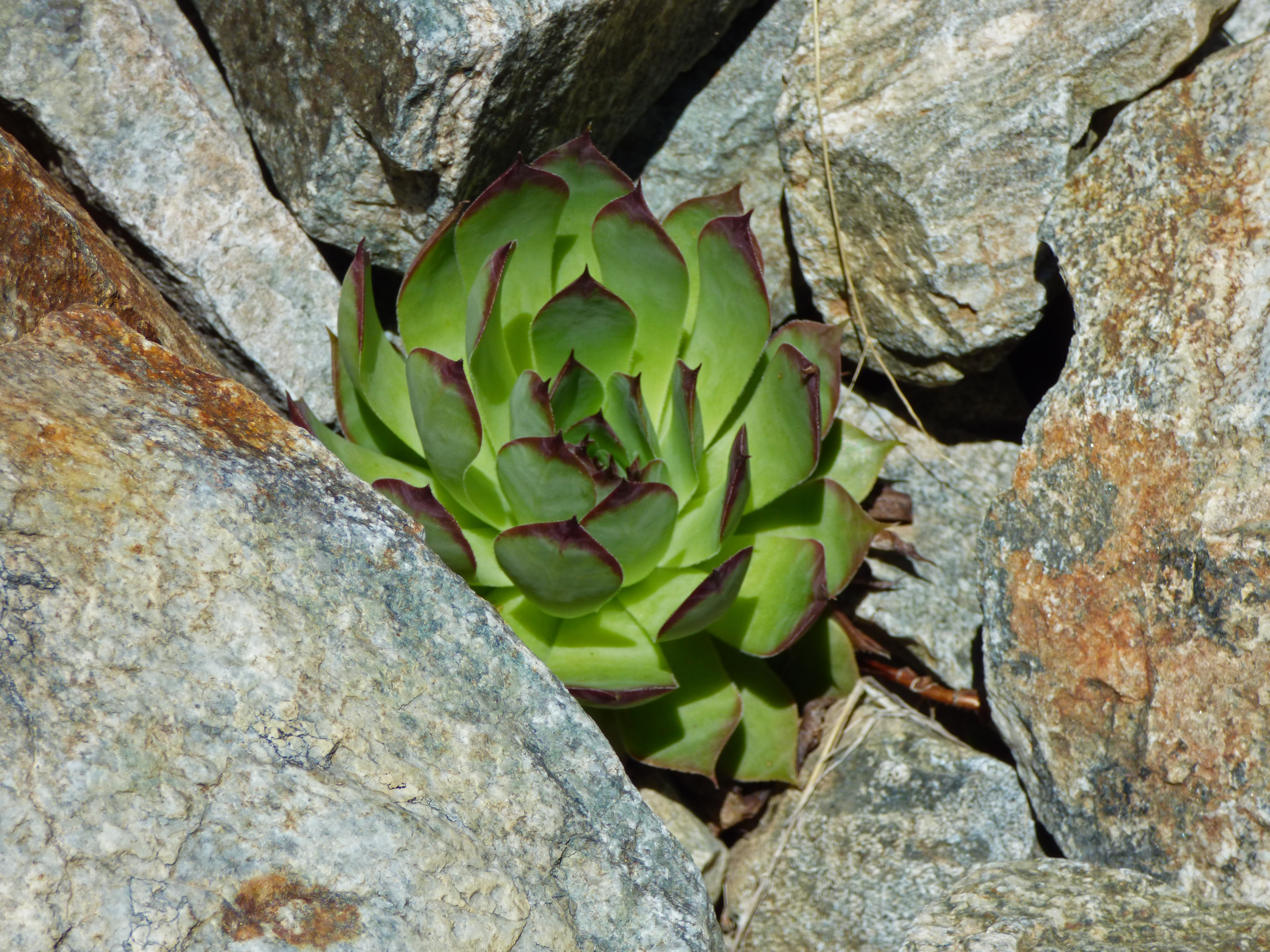 <i>Sempervivum montanum</i>; Mountain Houseleak