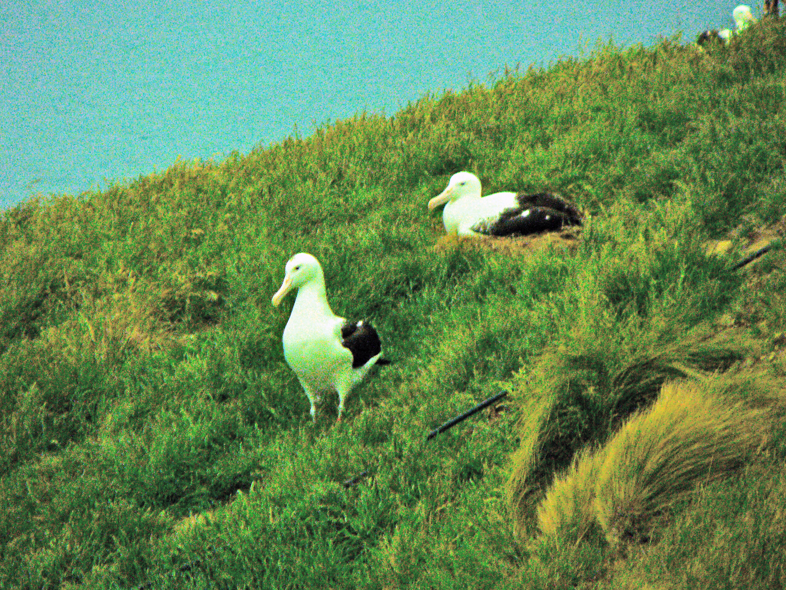 <i>Diomedea epomophora</i>; Southern Royal Albatross
