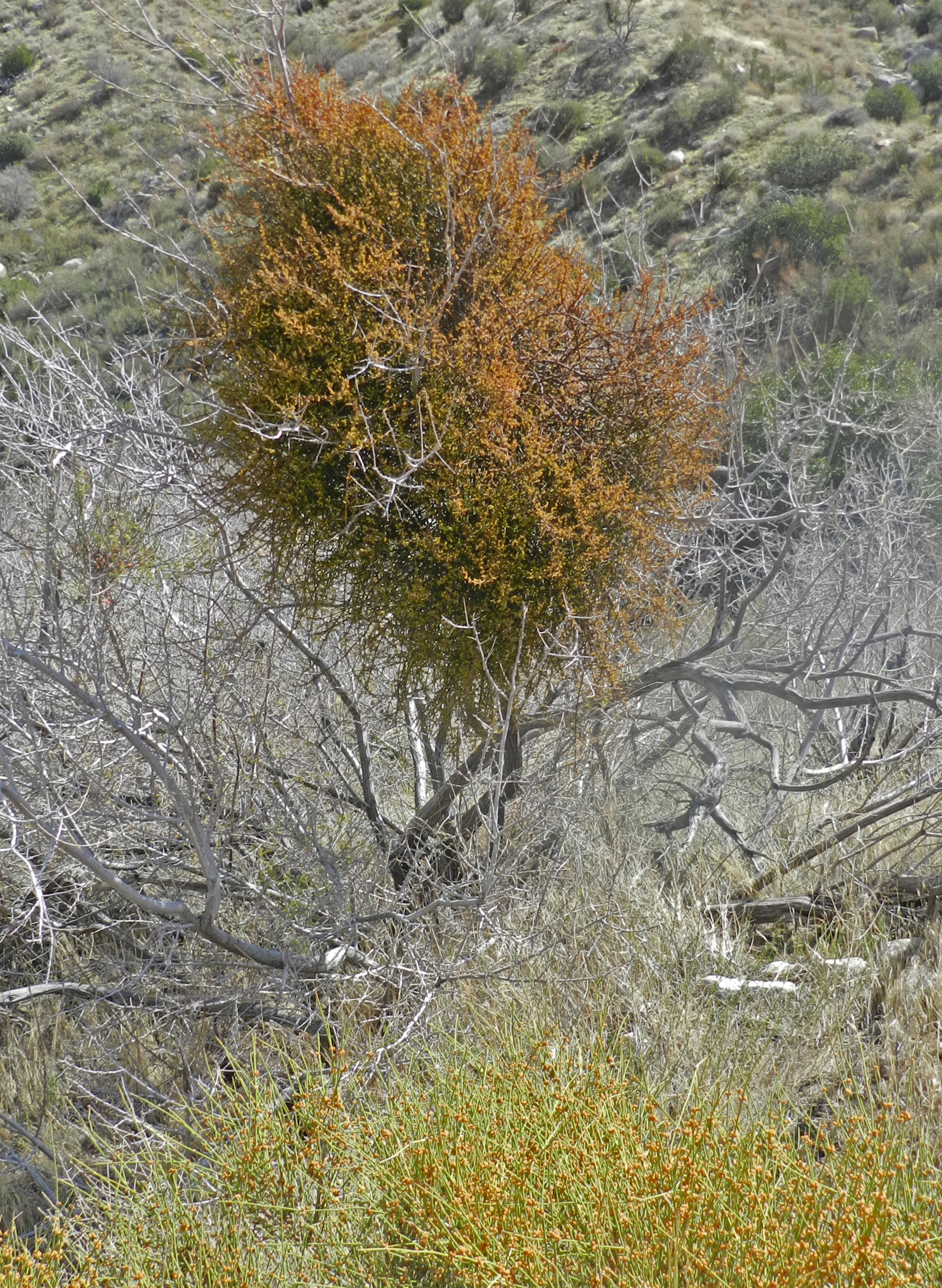 <i>Phoradendron californicum</i>; Desert Mistletoe; <small>(shown with <i><a href=/cgi/img_query?where-taxon=Ephedra+californica&title_tag=Ephedra+californica>Ephedra californica</a></i>)</small>