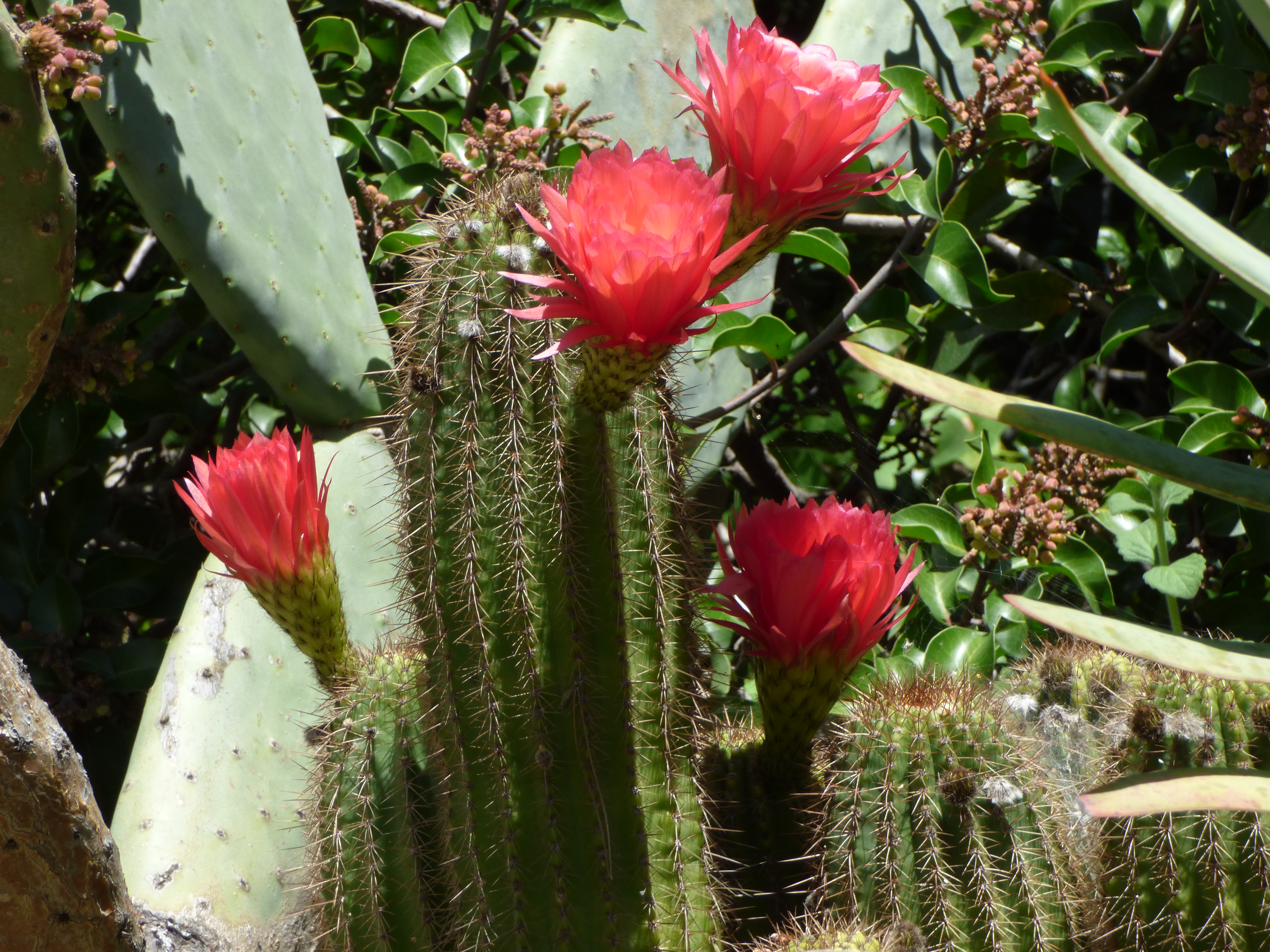 <i>Echinopsis huascha</i>; Red Torch Cactus