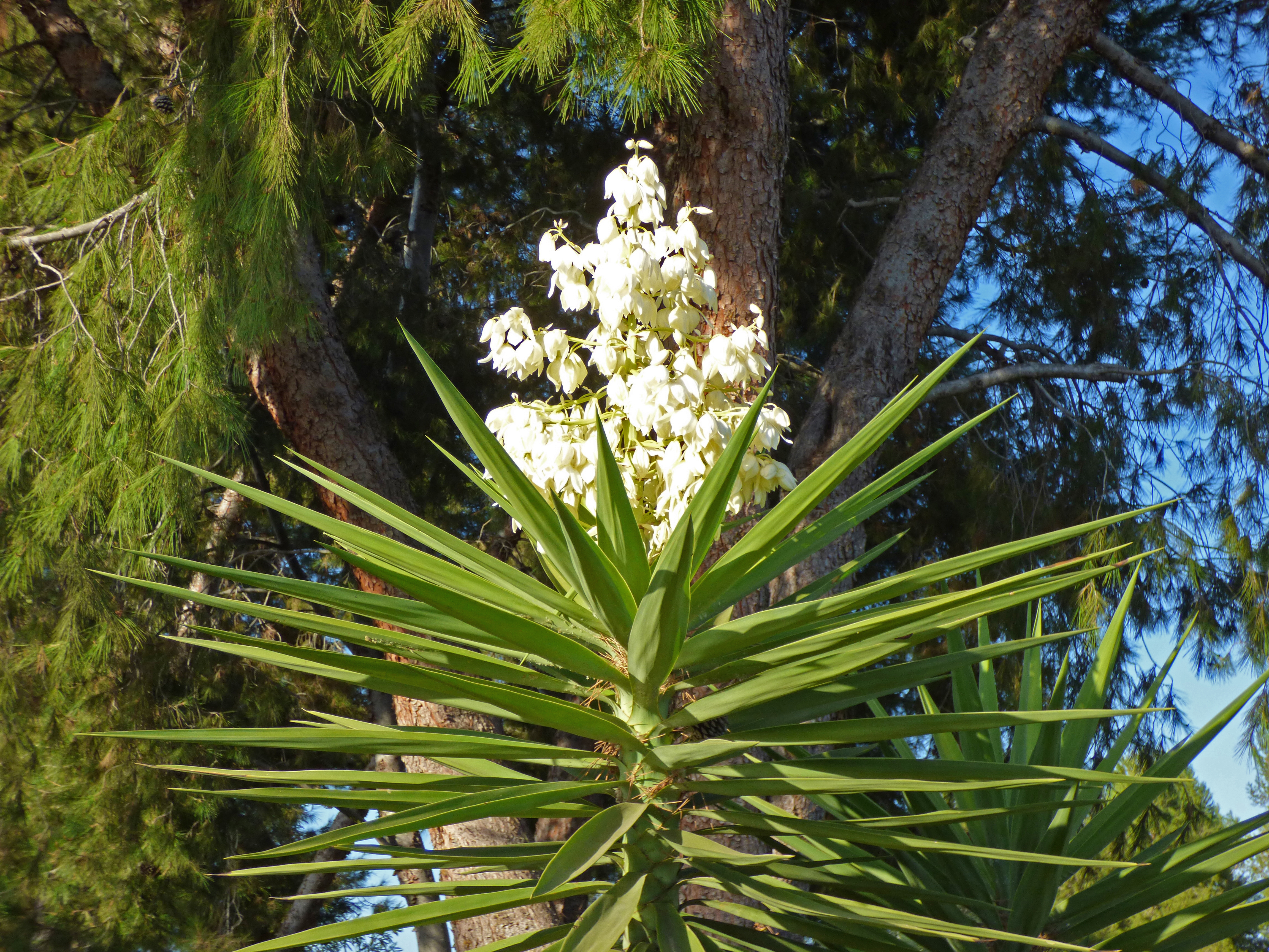<i>Yucca gloriosa</i>; Spanish Dagger