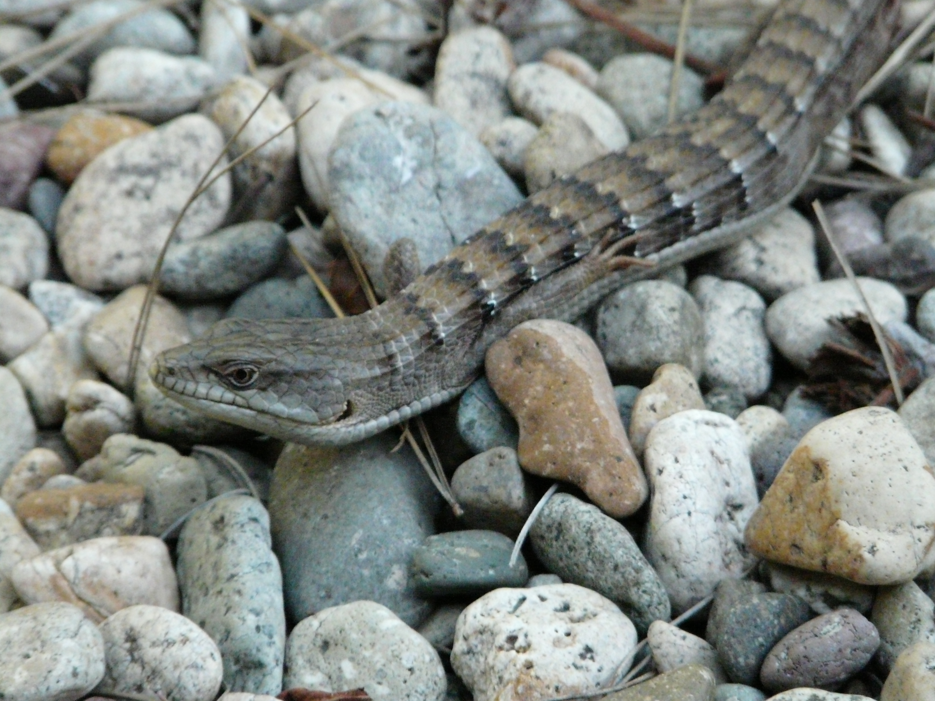 <i>Elgaria multicarinata webbii</i>; San Diego Alligator Lizard