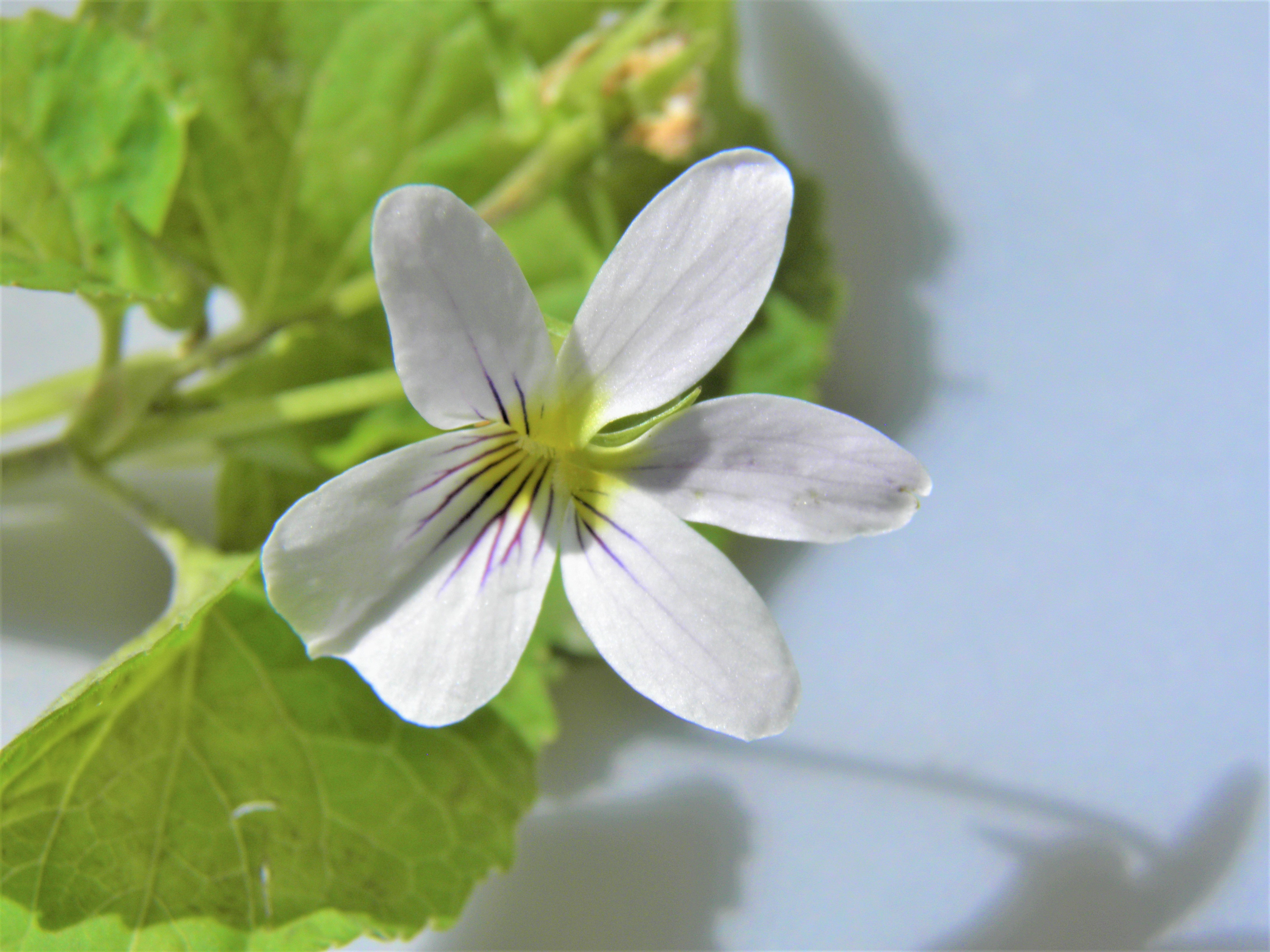 <i>Viola canadensis</i>; Canadian White Violet