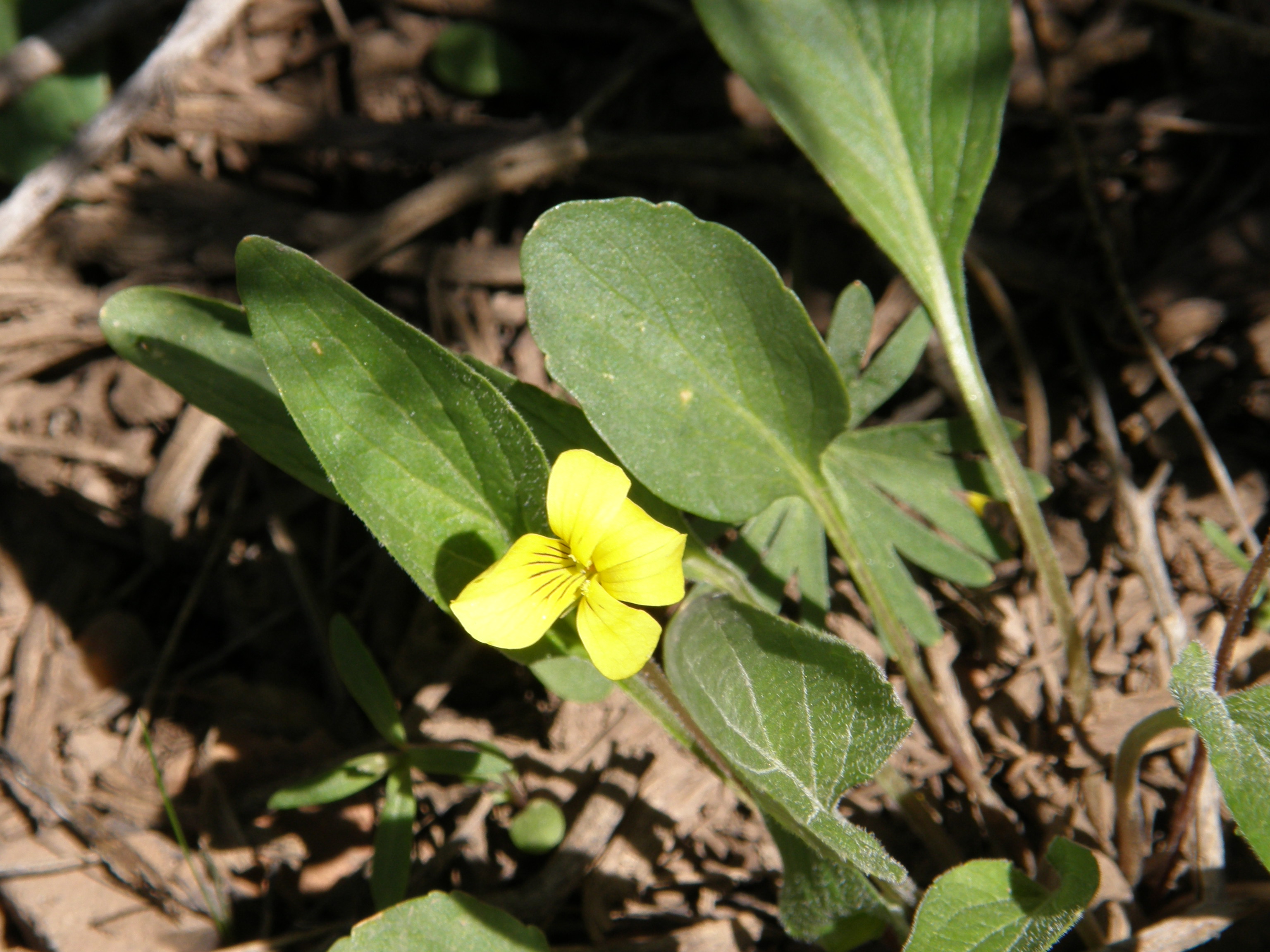 <i>Viola vallicola</i>; Sagebrush Violet