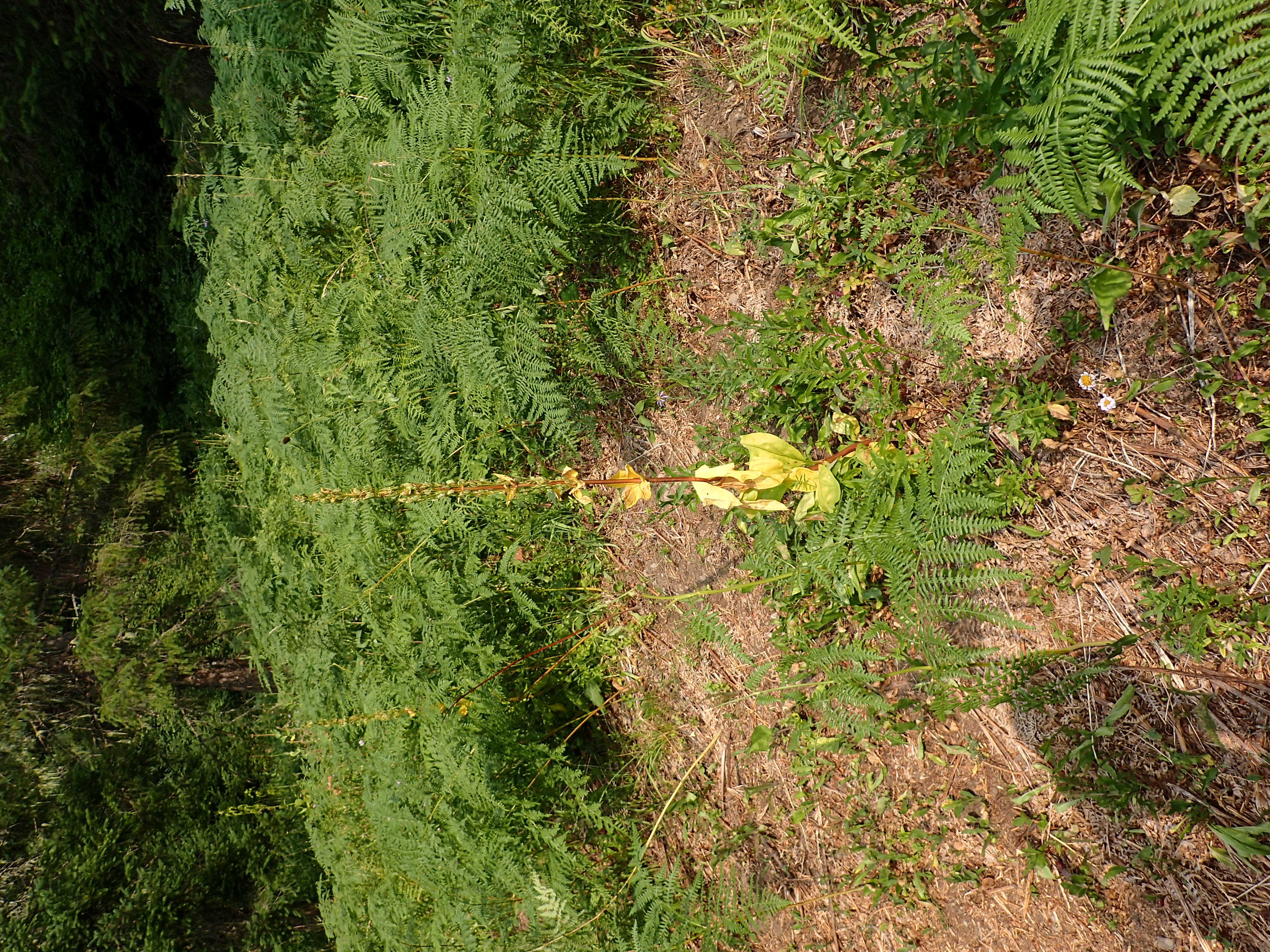 <i>Frasera umpquaensis</i>; Umpqua Green-gentian
