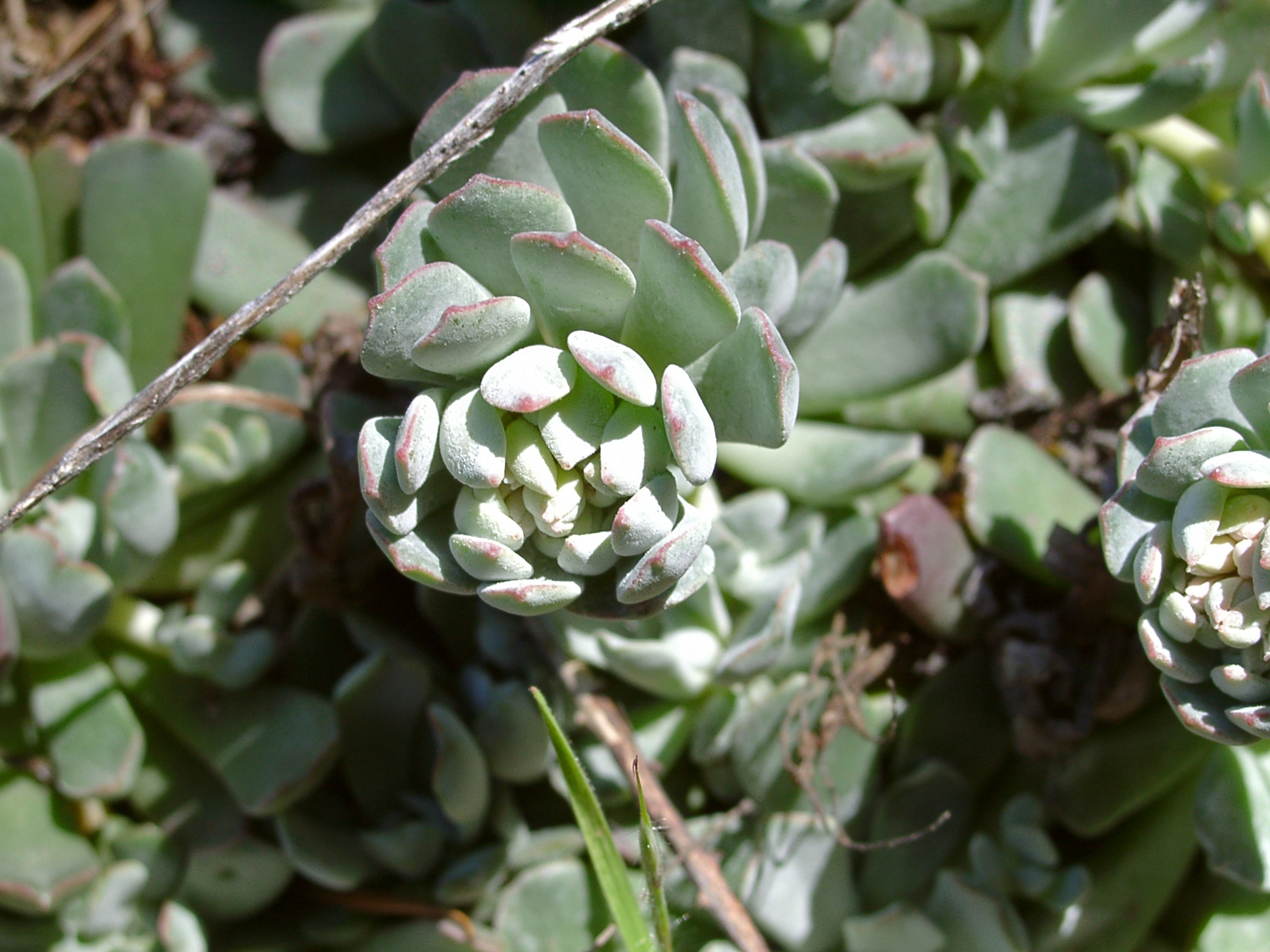<i>Sedum oblanceolatum</i>; Oblongleaf Stonecrop
