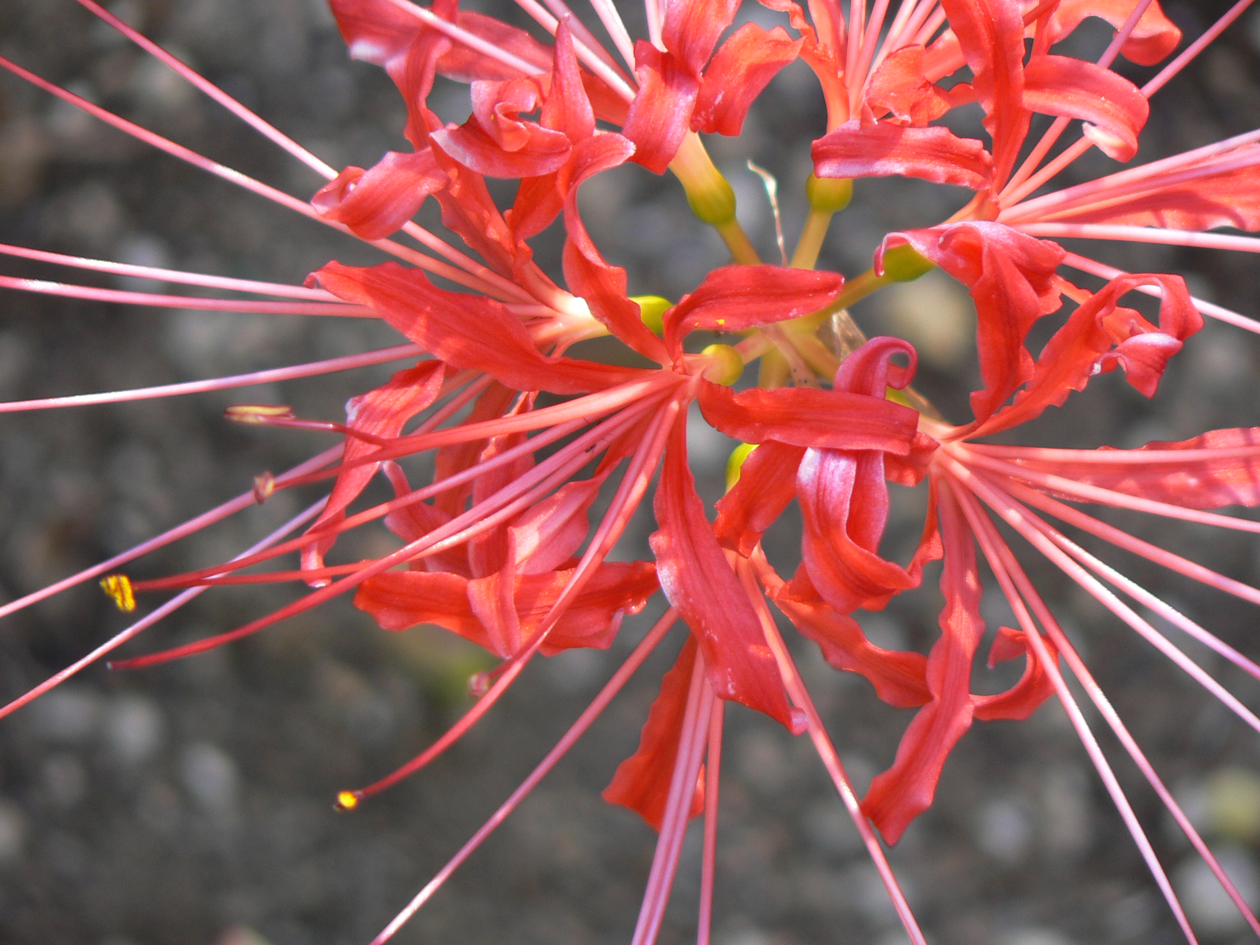 <i>Lycoris radiata</i>; Red Spider Lily