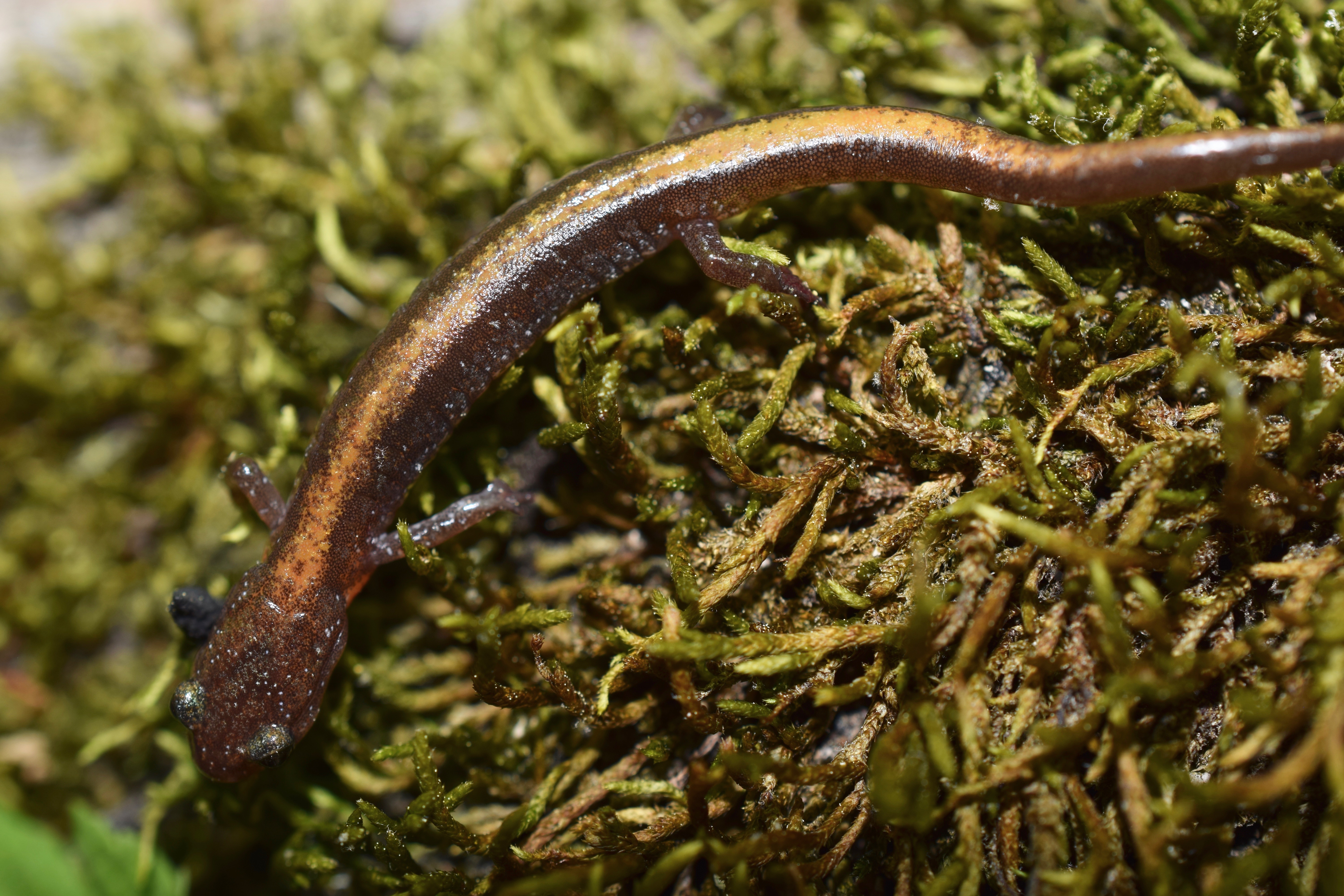 <i>Plethodon angusticlavius</i>; Ozark Zigzag Salamander