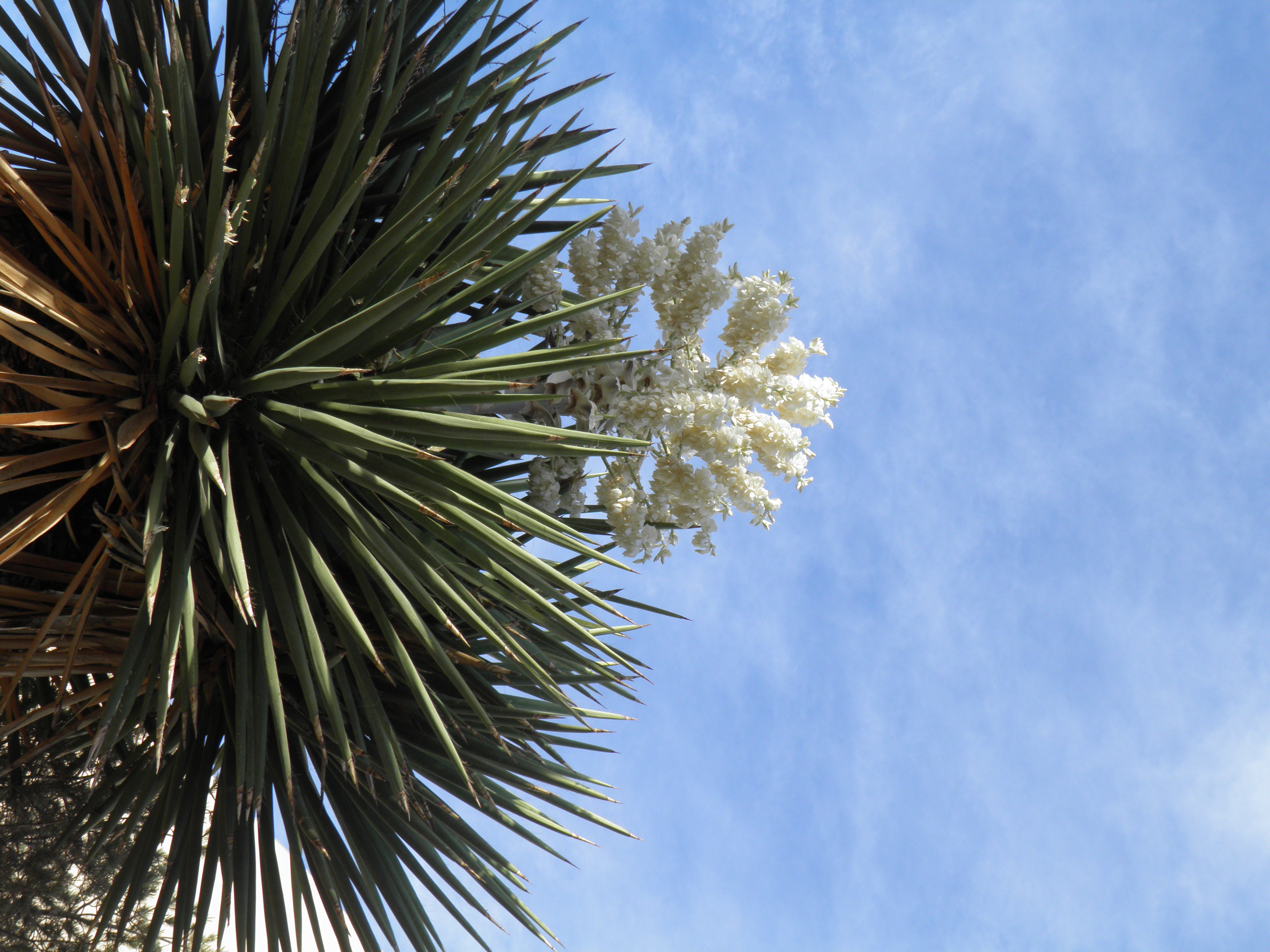 <i>Yucca faxoniana</i>; Giant Yucca