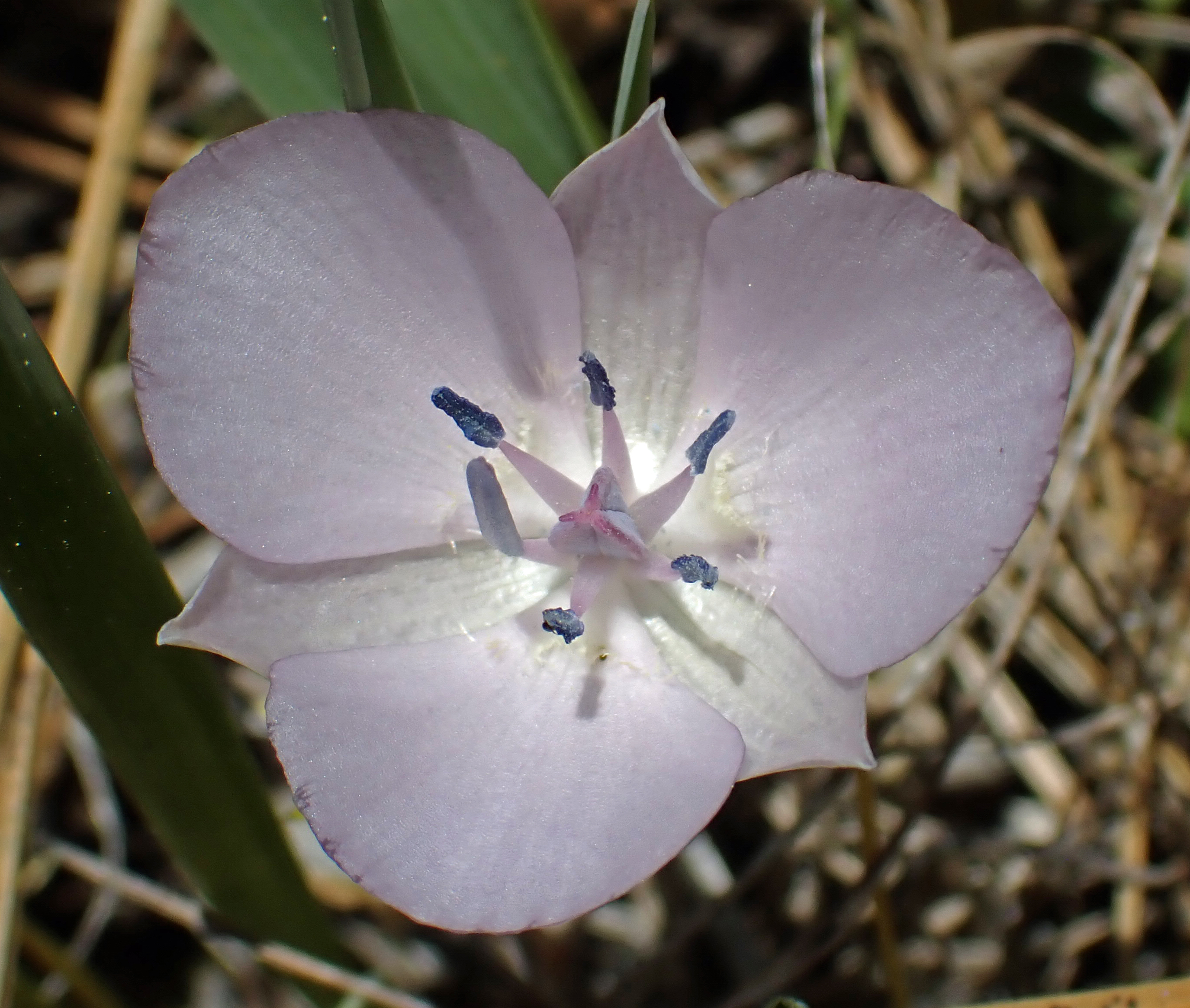 <i>Calochortus uniflorus</i>; Large Flowered Mariposa Lily