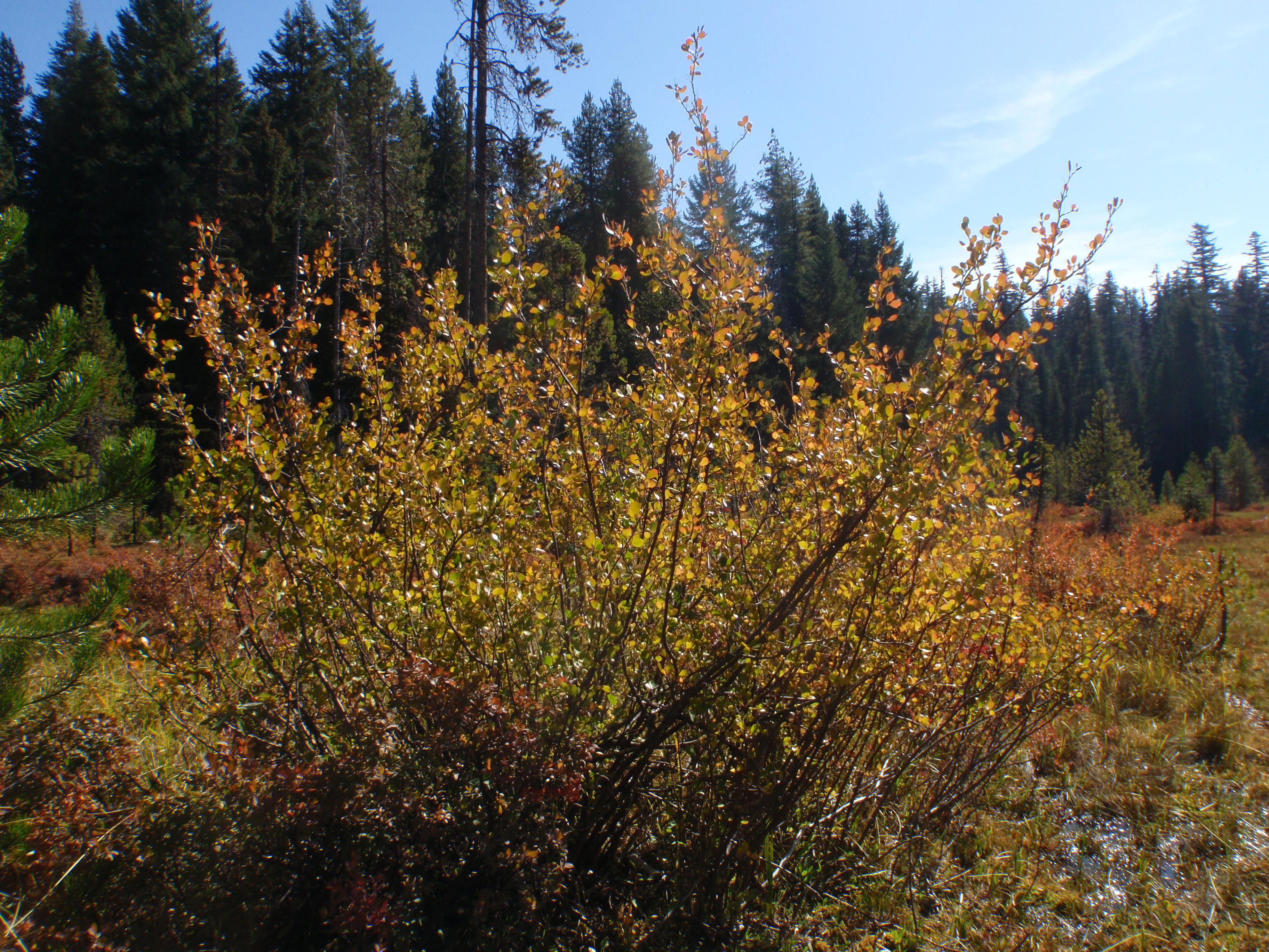 <i>Betula glandulosa</i>; Resin Birch