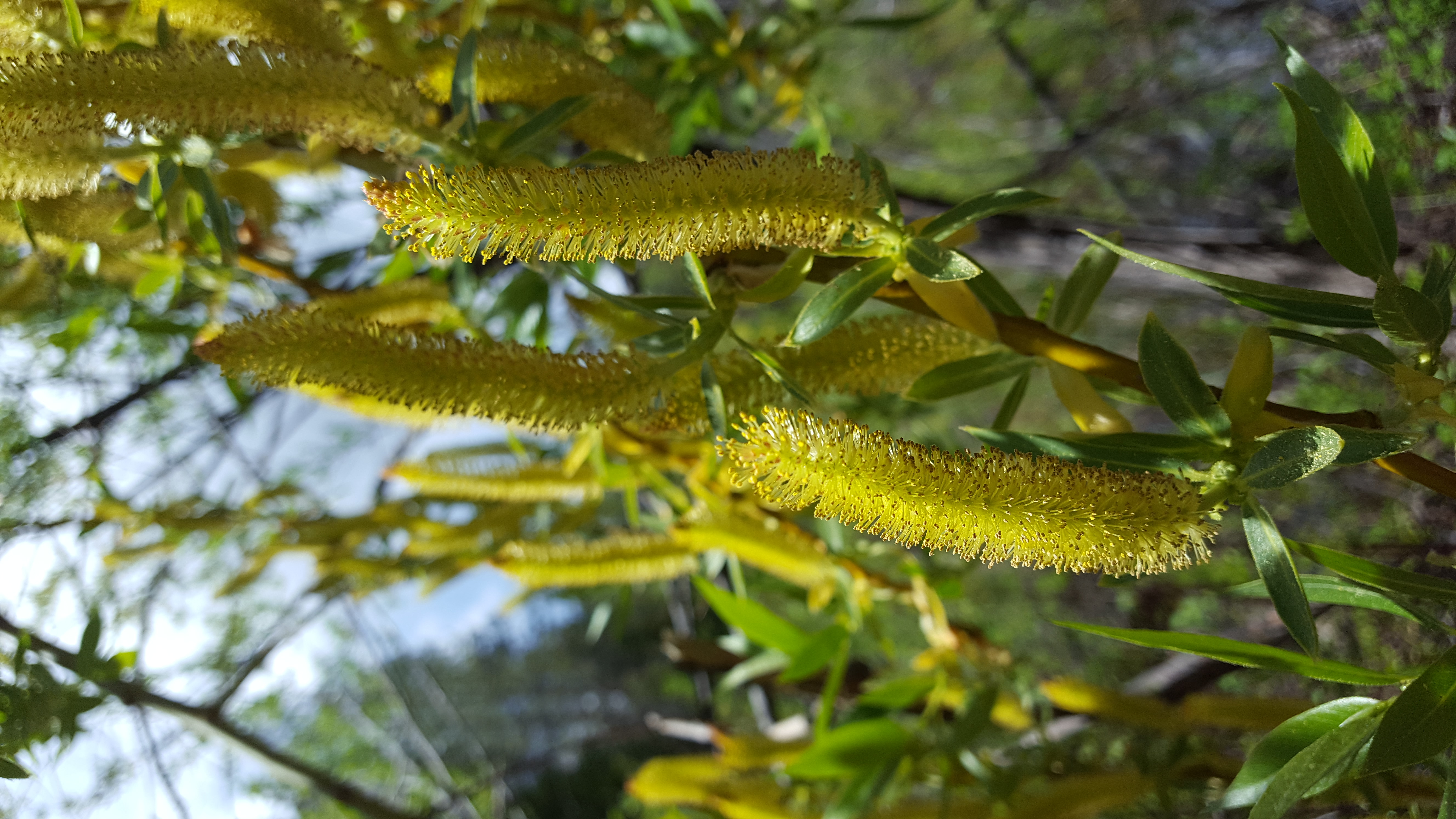 <i>Salix lasiandra</i>