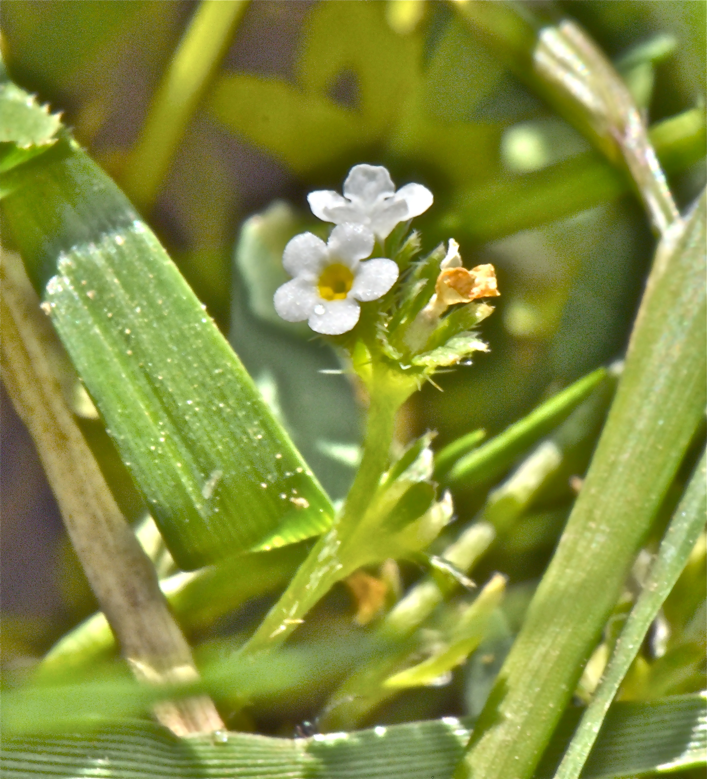 <i>Plagiobothrys bracteatus</i>