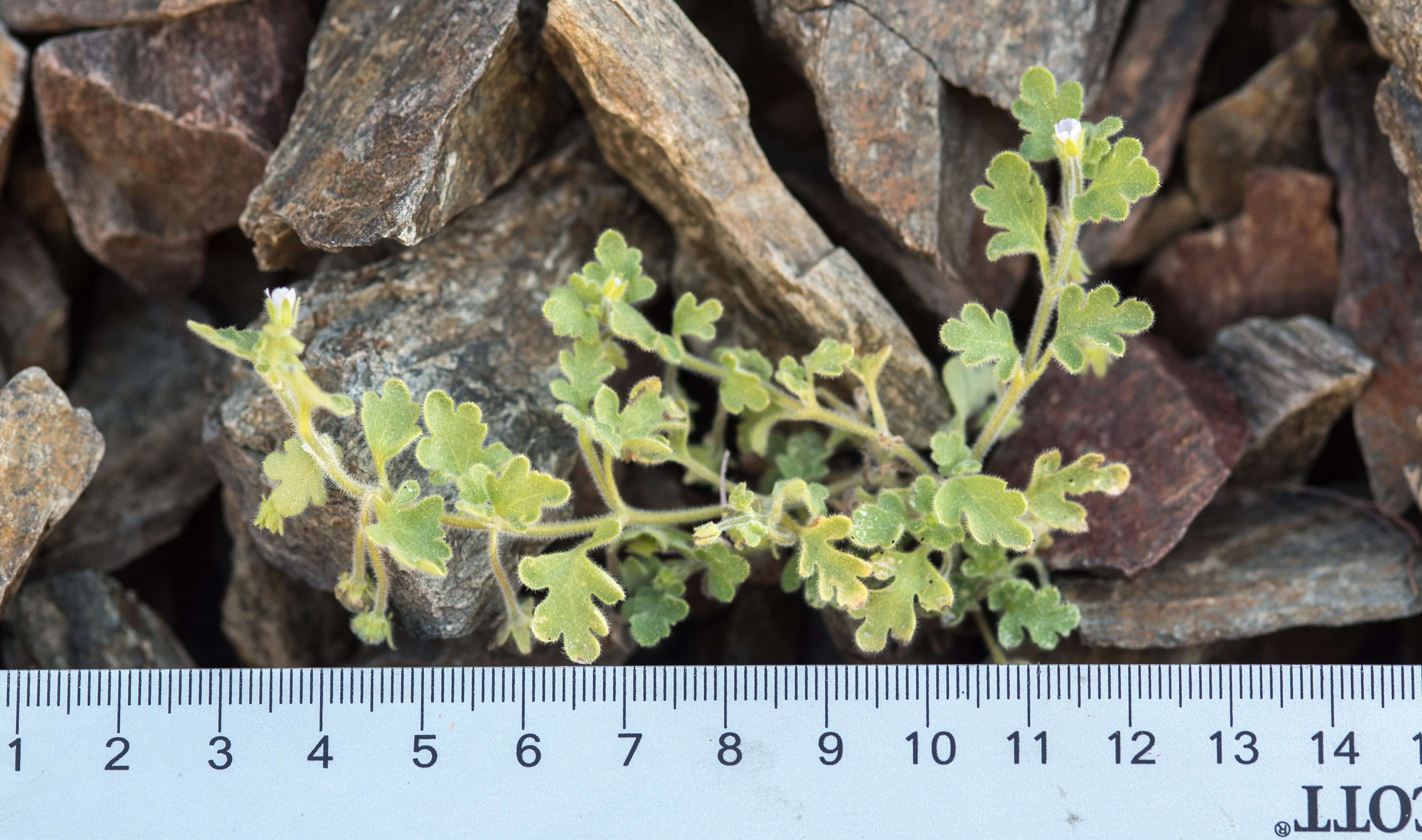 <i>Nemophila parviflora var. quercifolia</i>; Oak Leaved Nemophila