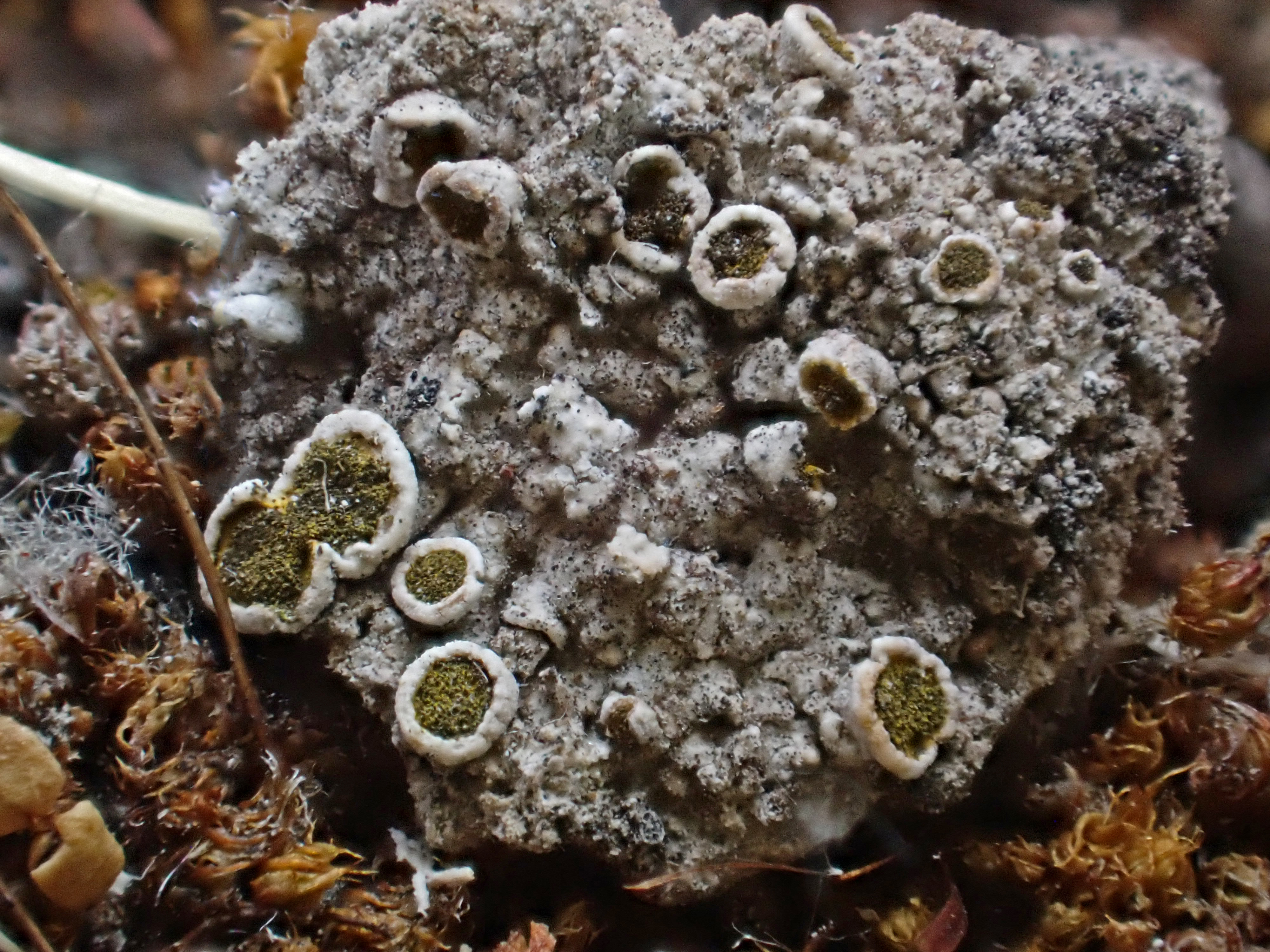 <i>Texosporium sancti-jacobi</i>; Woven-spored Lichen