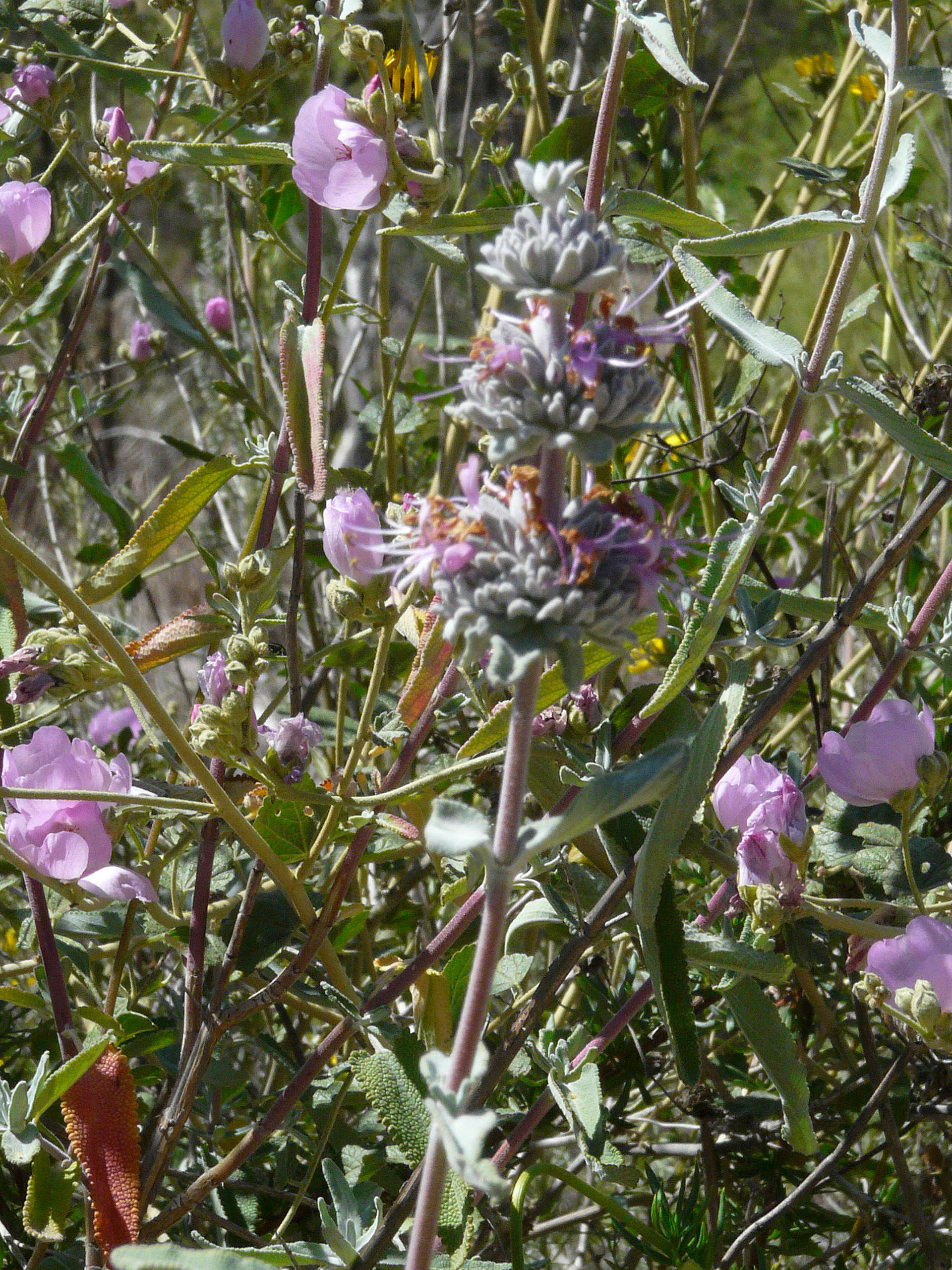 <i>Salvia leucophylla</i>; San Luis Purple Sage