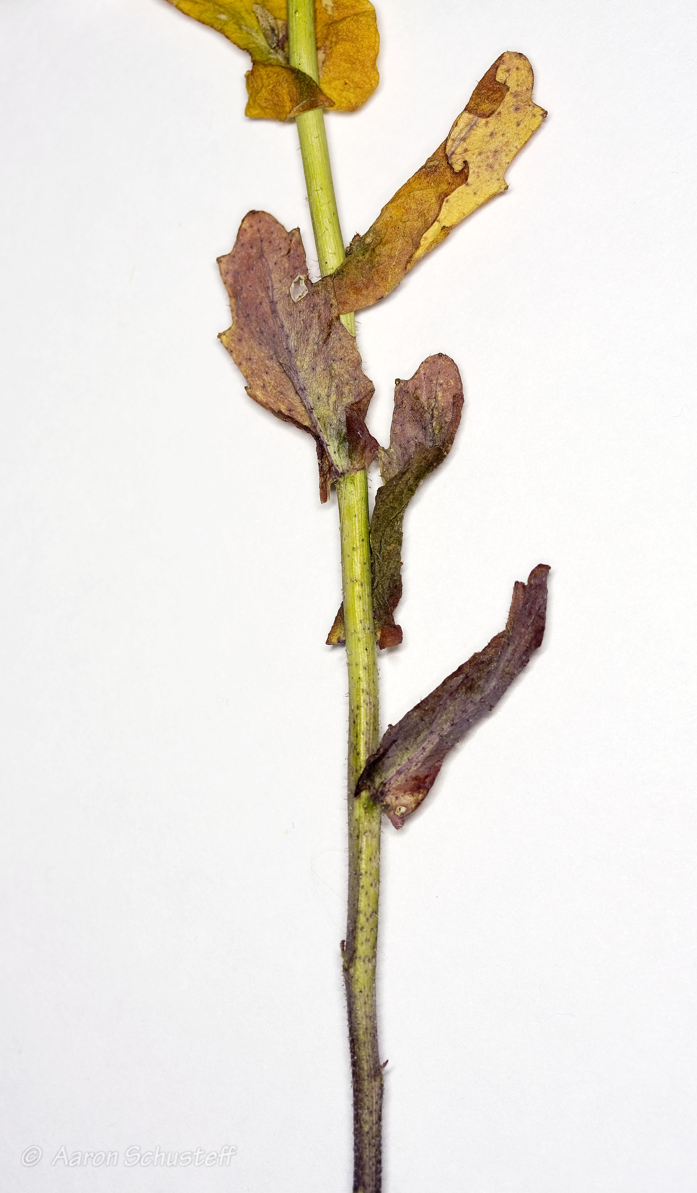 <i>Streptanthus anomalus</i>; Mt. Burdell Jewelflower