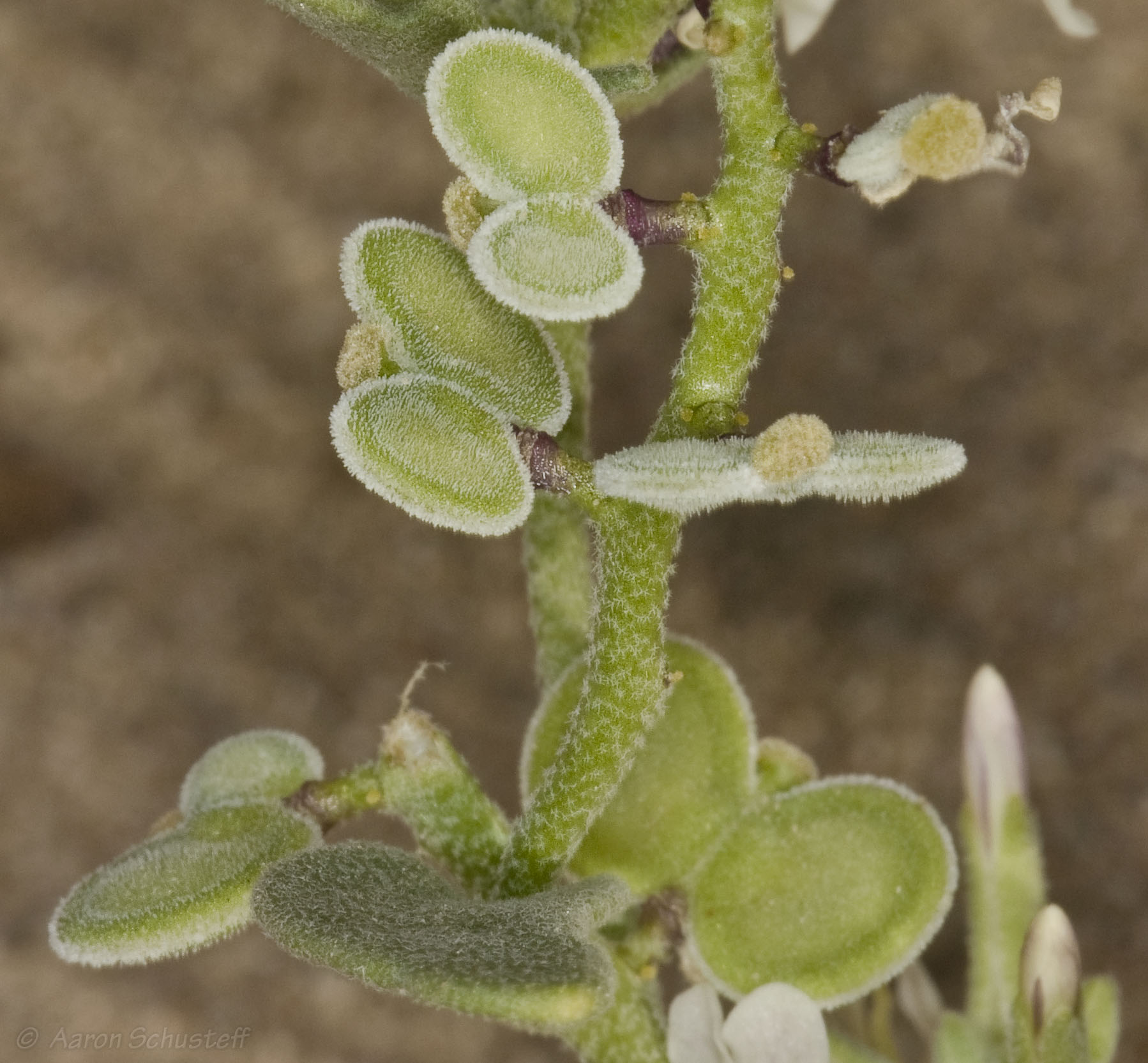 <i>Dithyrea californica</i>; Spectacle Pod