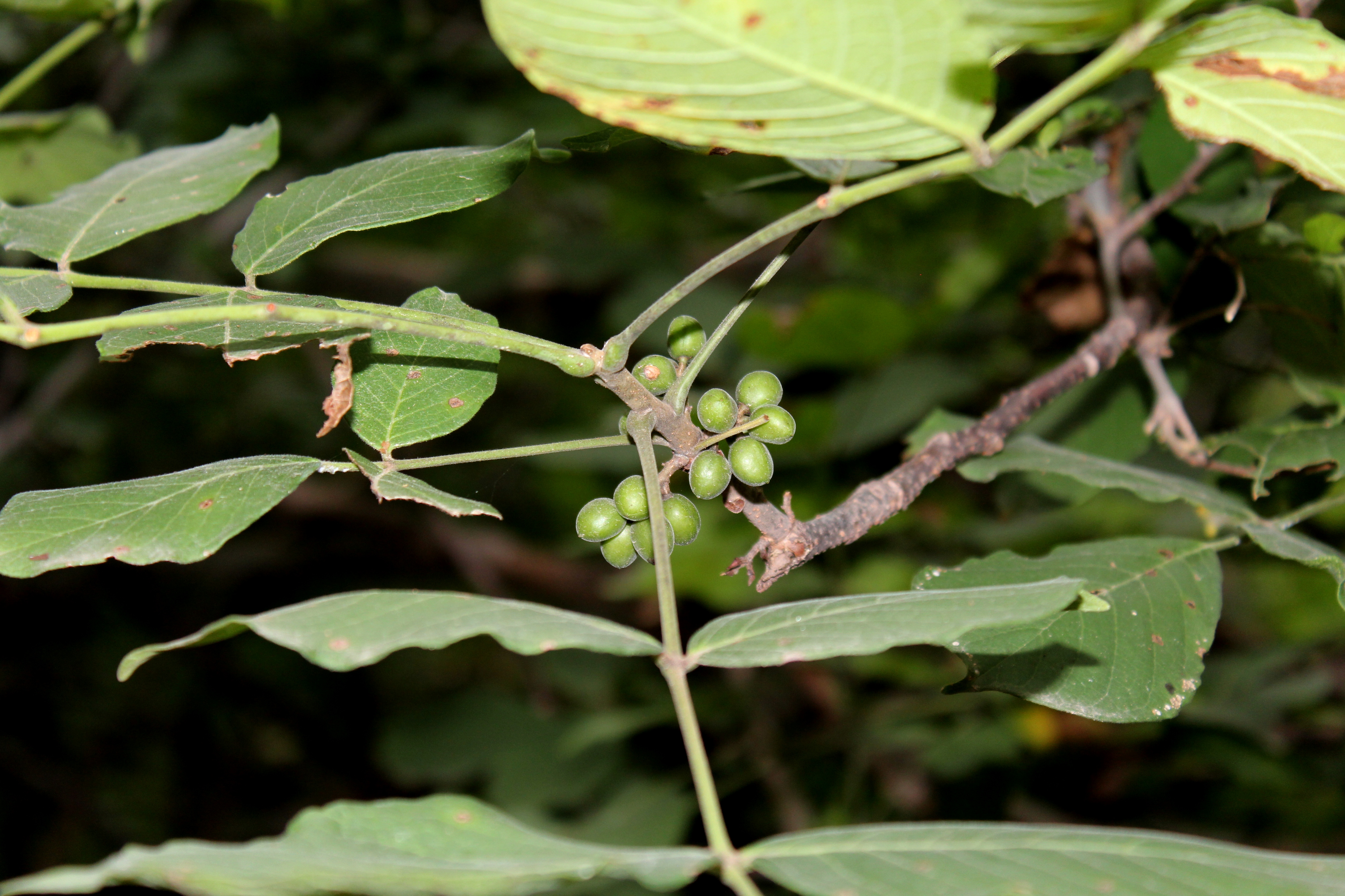 <i>Bursera grandifolia</i>; Palo Mulato