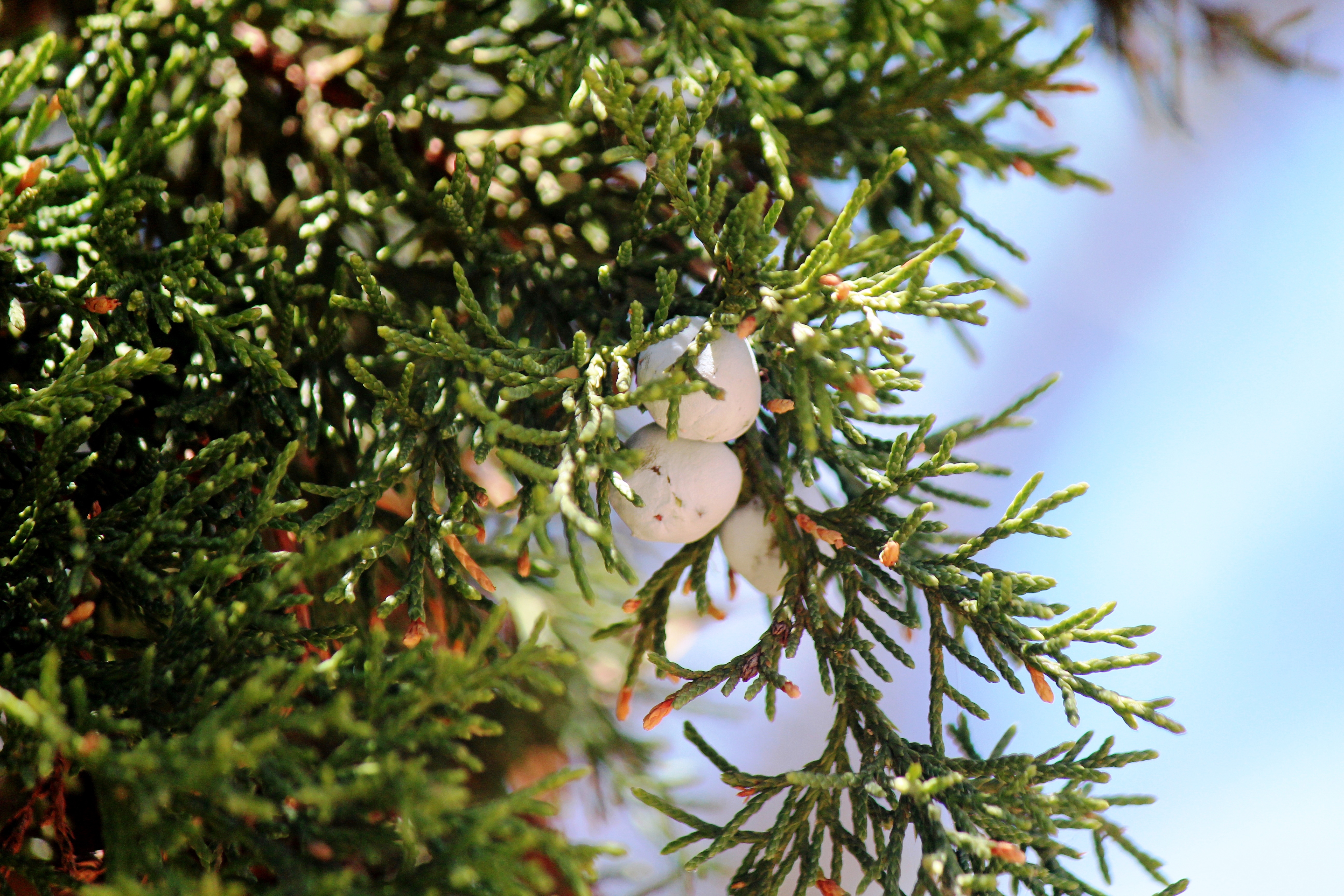 <i>Juniperus scopulorum</i>