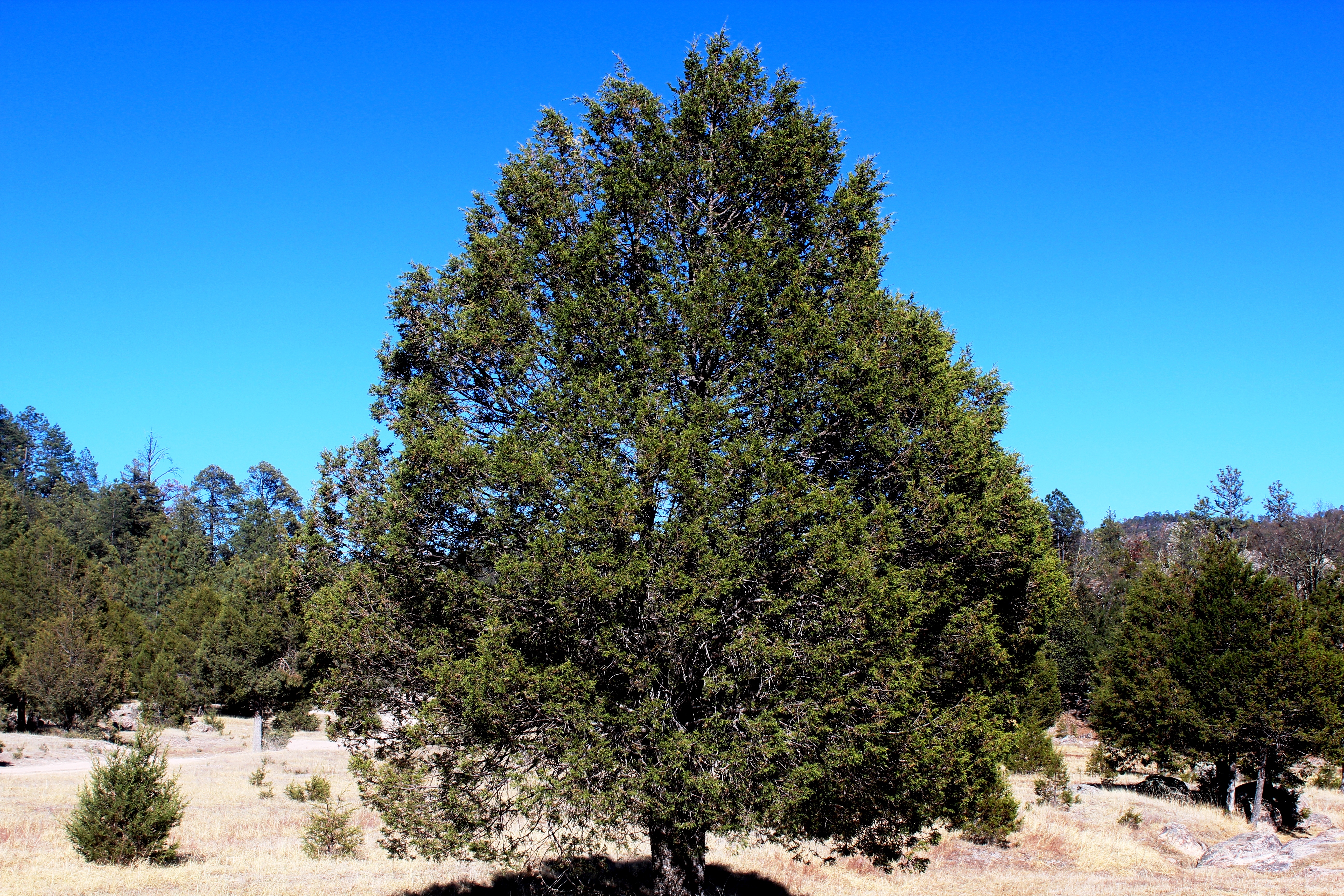 <i>Juniperus deppeana</i>; Tascate