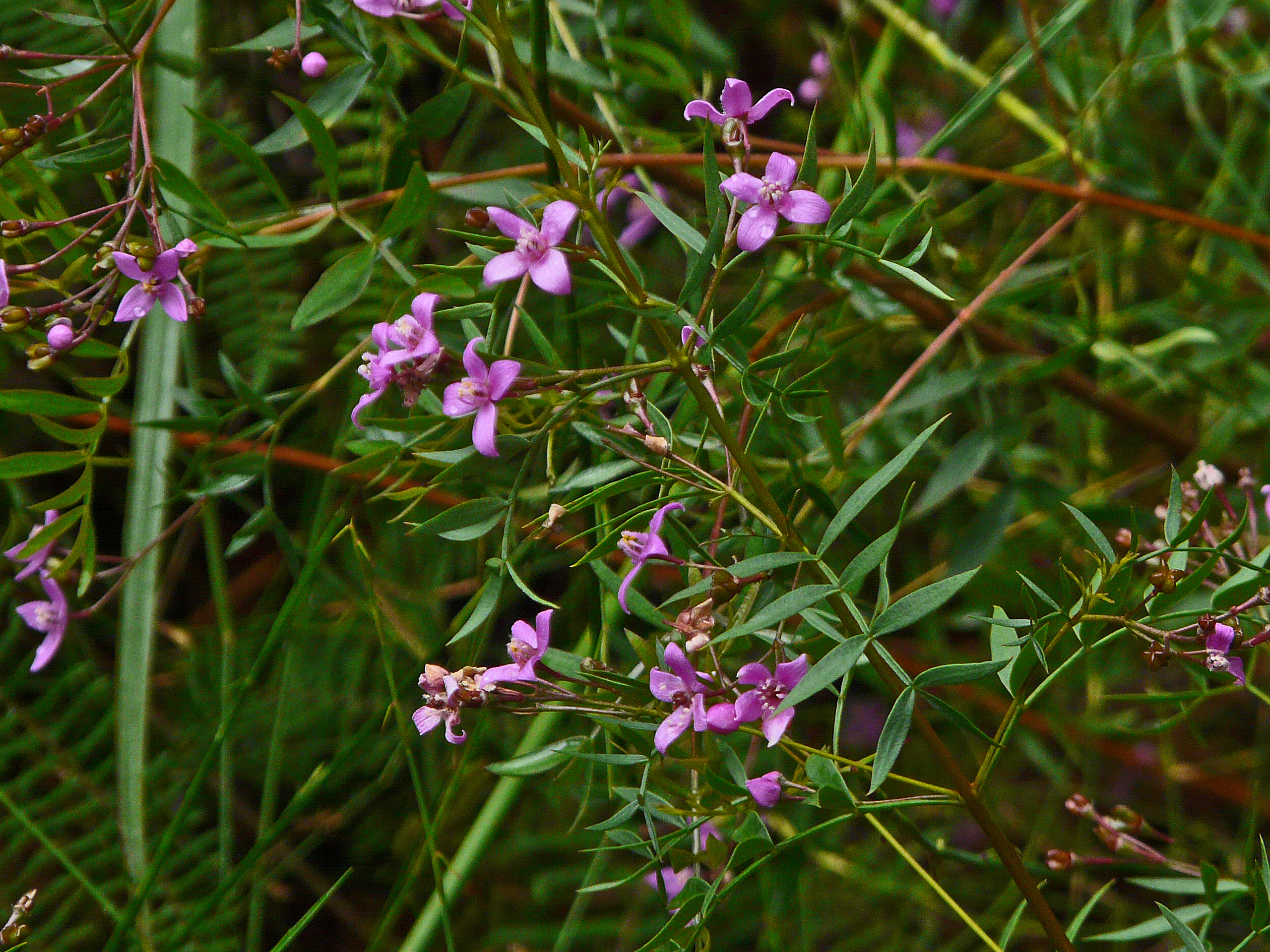 <i>Boronia falcifolia</i>; Wallum Boronia