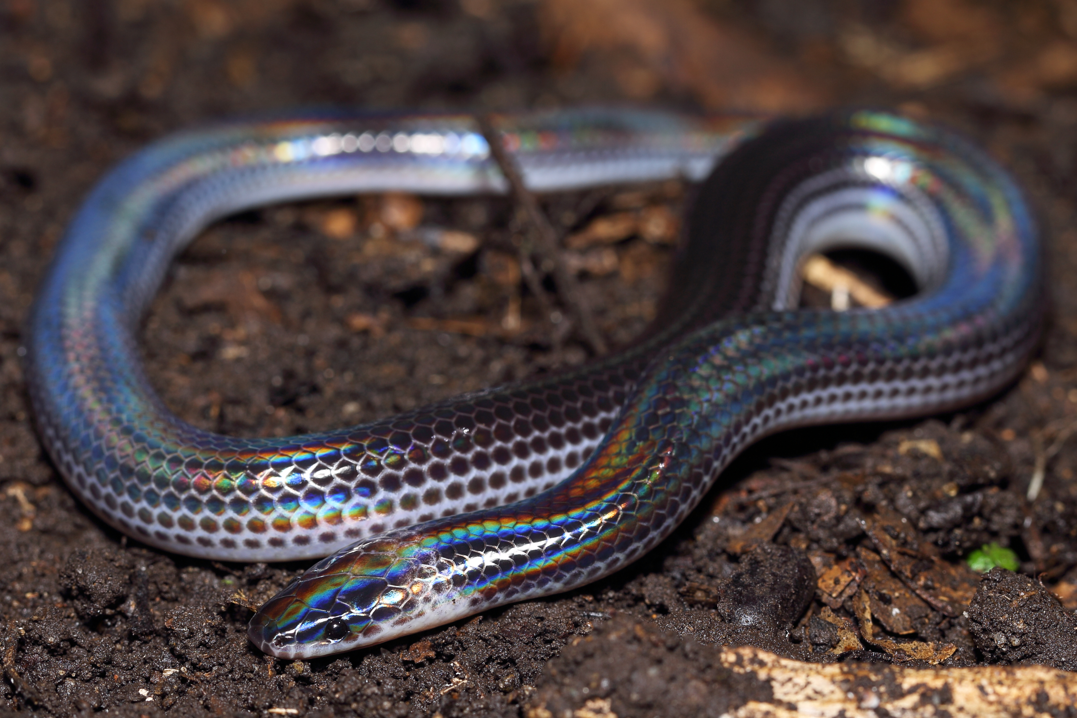 <i>Xenopeltis unicolor</i>; Sunbeam Snake
