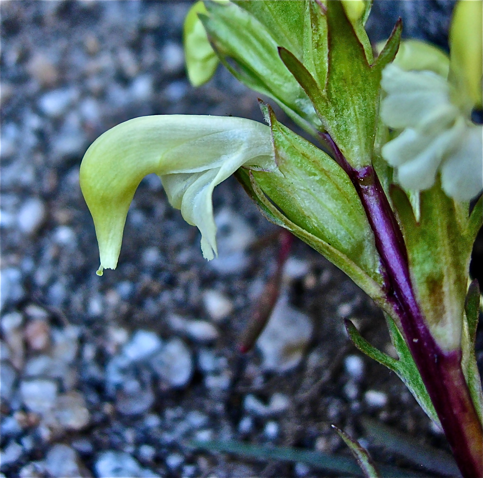 <i>Pedicularis parryi</i>