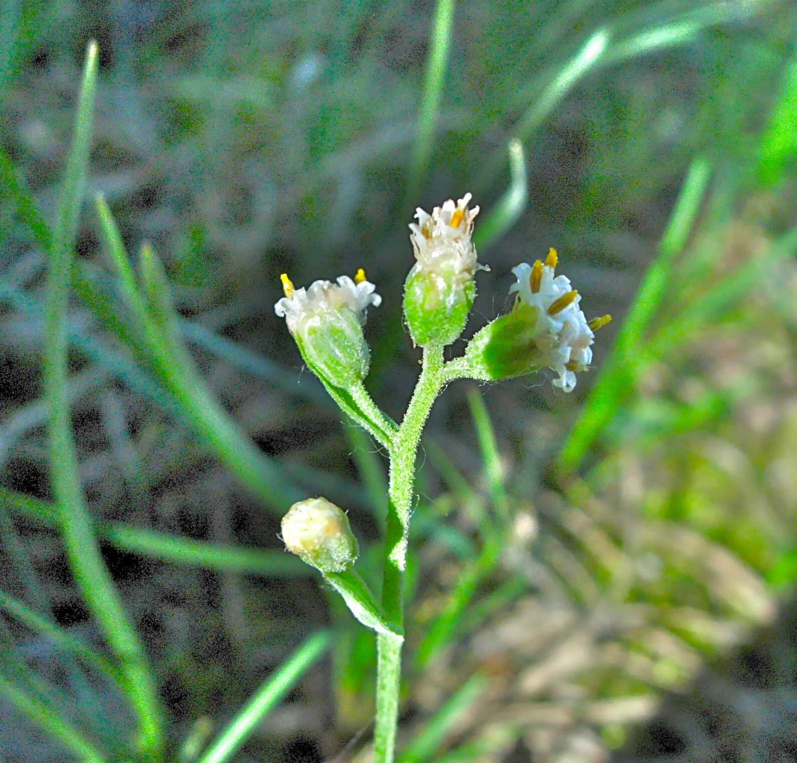 <i>Antennaria racemosa</i>