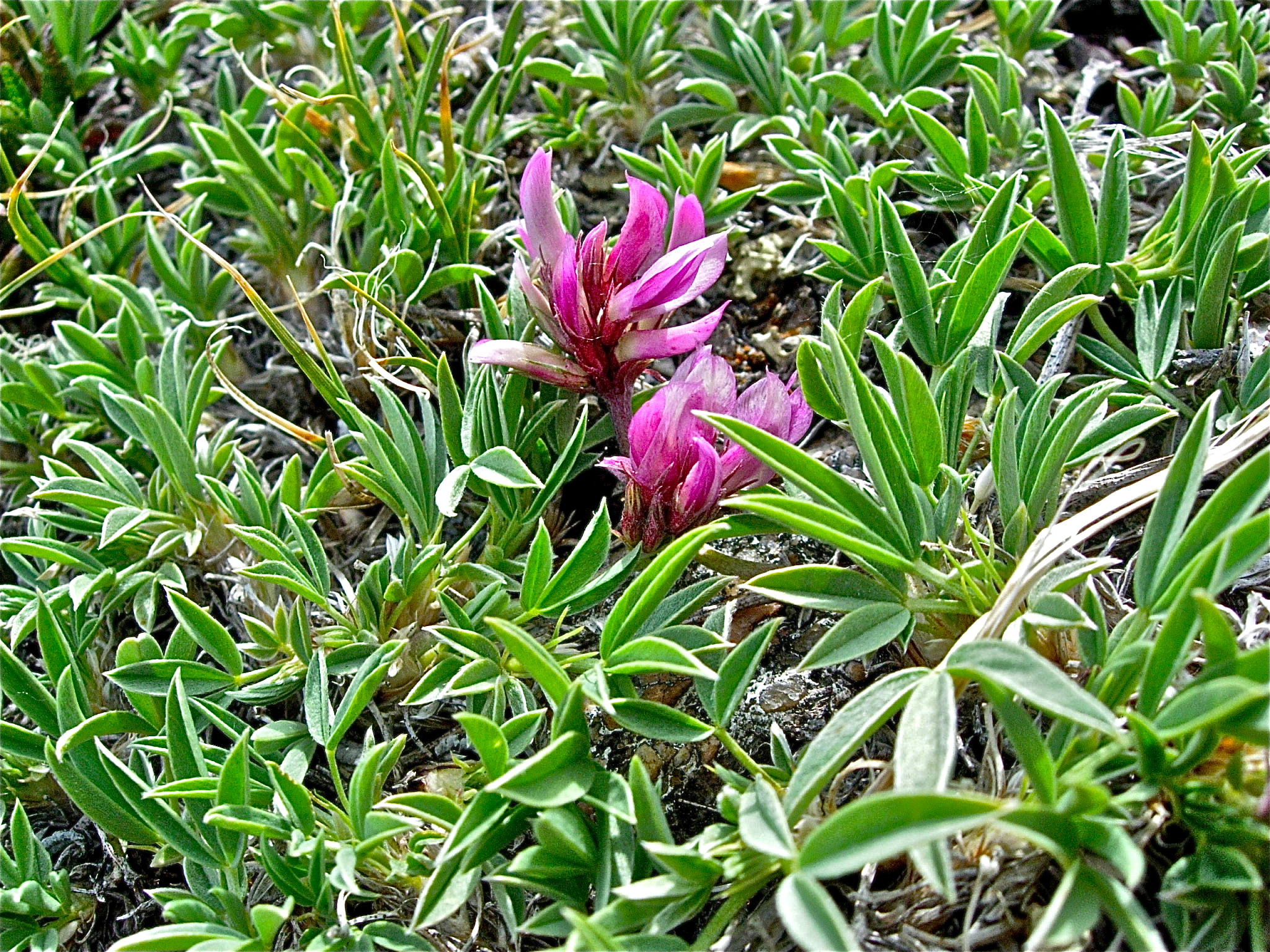 <i>Trifolium dasyphyllum</i>