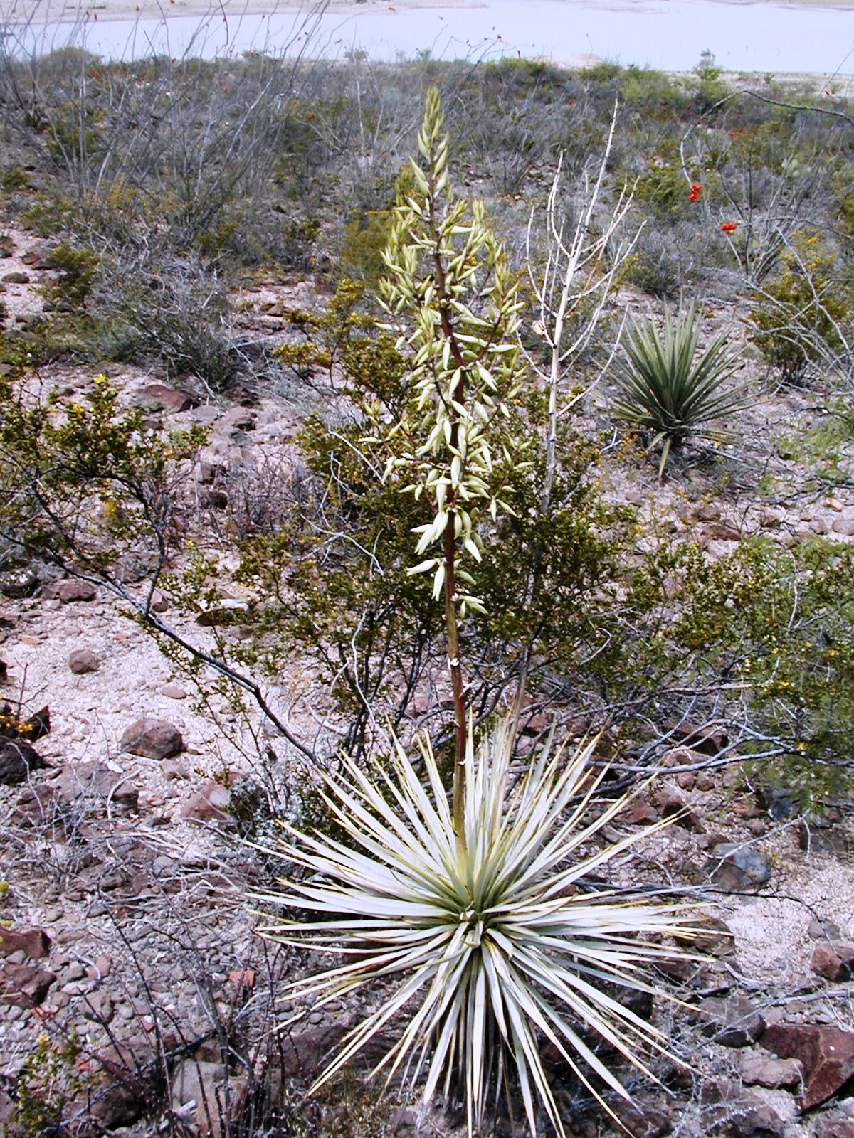 <i>Yucca thompsoniana</i>