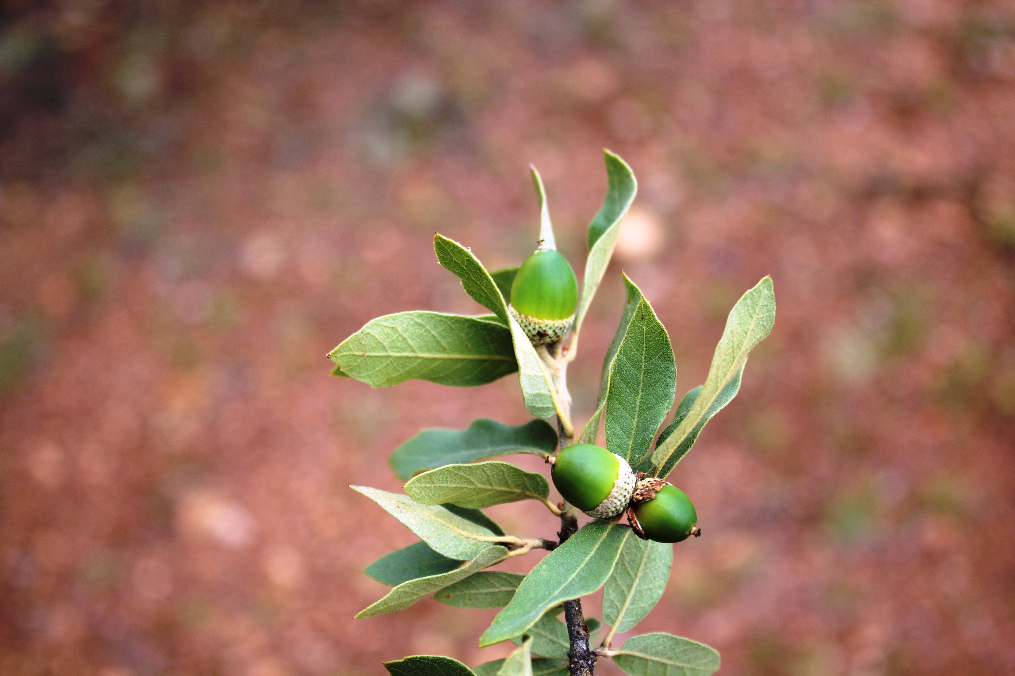 <i>Quercus grisea</i>