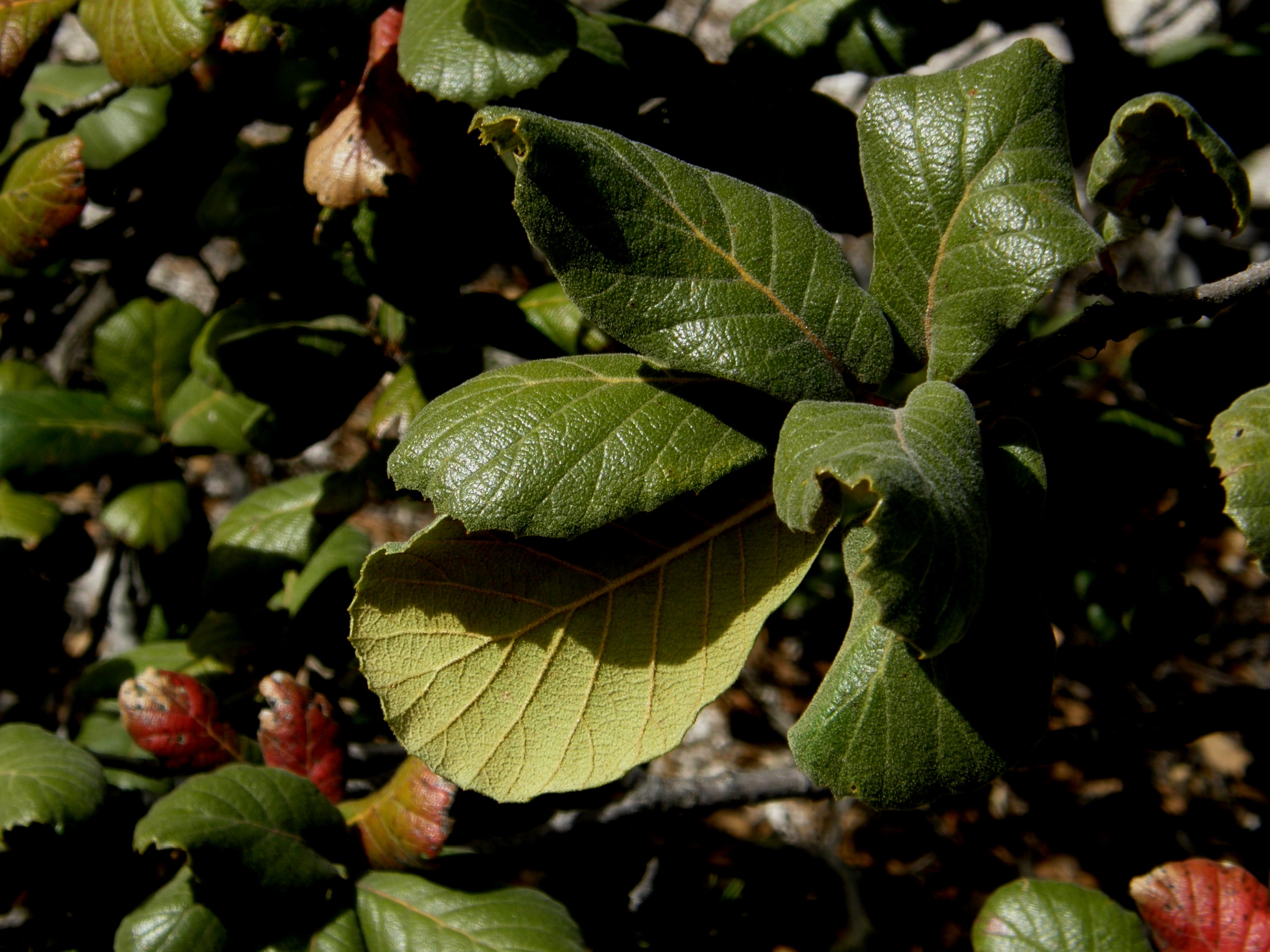 <i>Quercus rugosa</i>