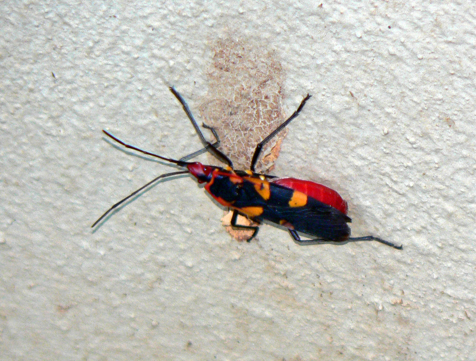 <i>Roscius sp.</i>; Pyrrhocorid bug