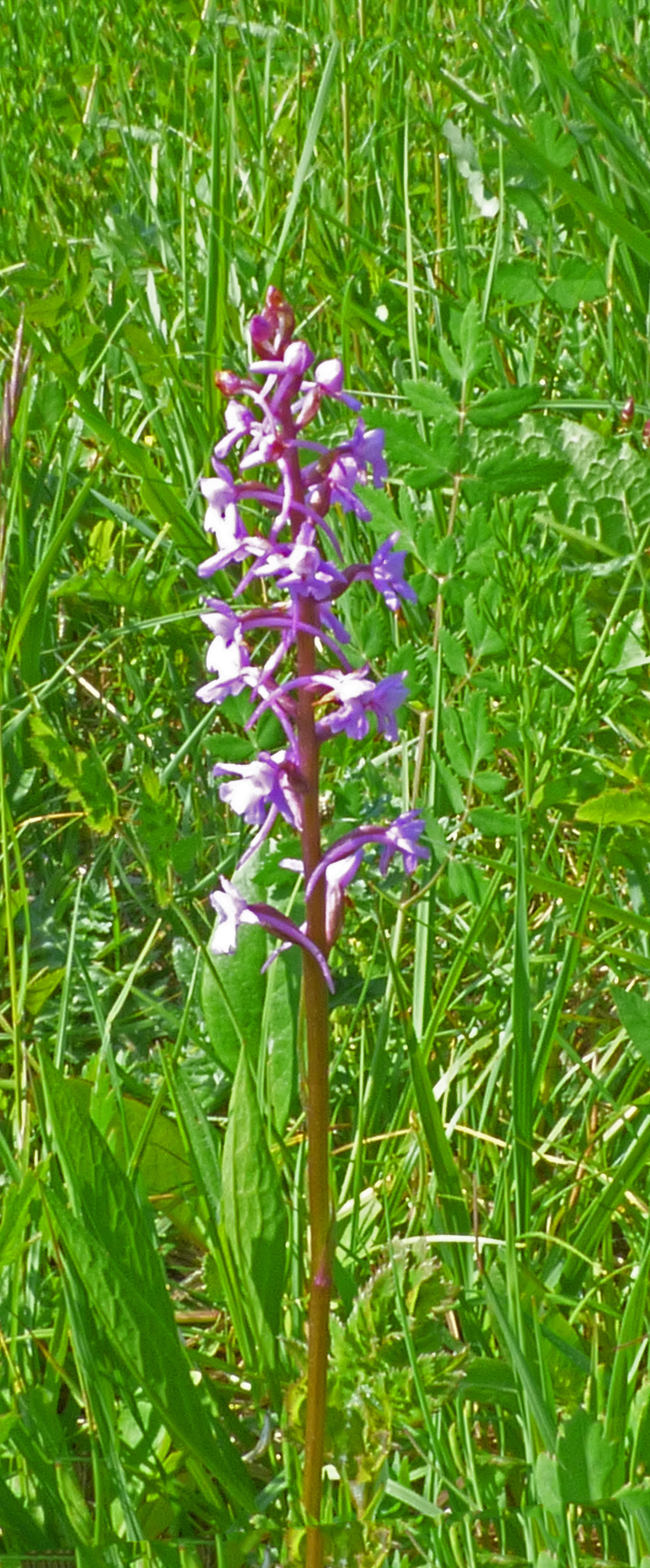 <i>Gymnadenia conopsea</i>; Fragrant Orchid