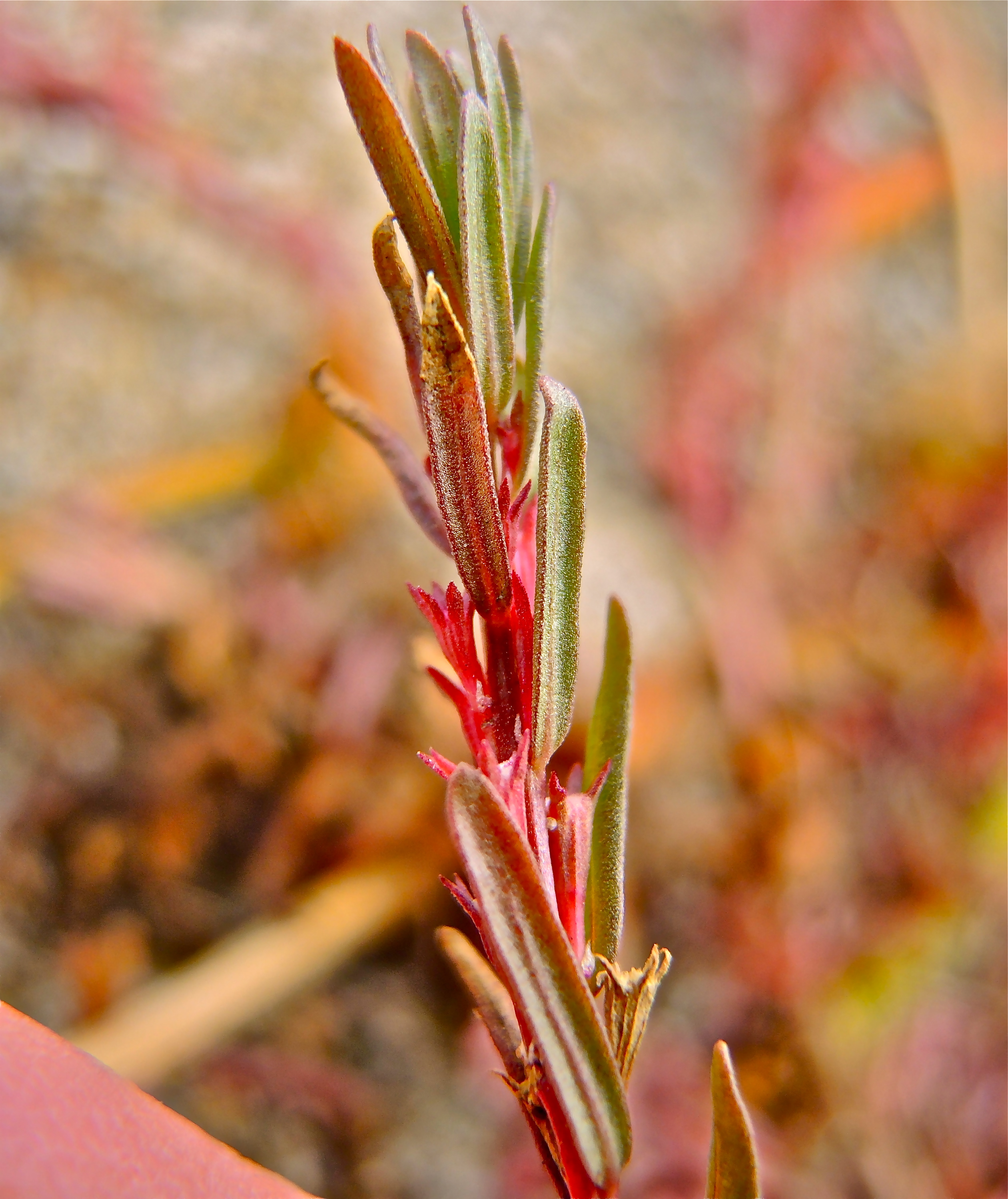 <i>Lythrum hyssopifolia</i>