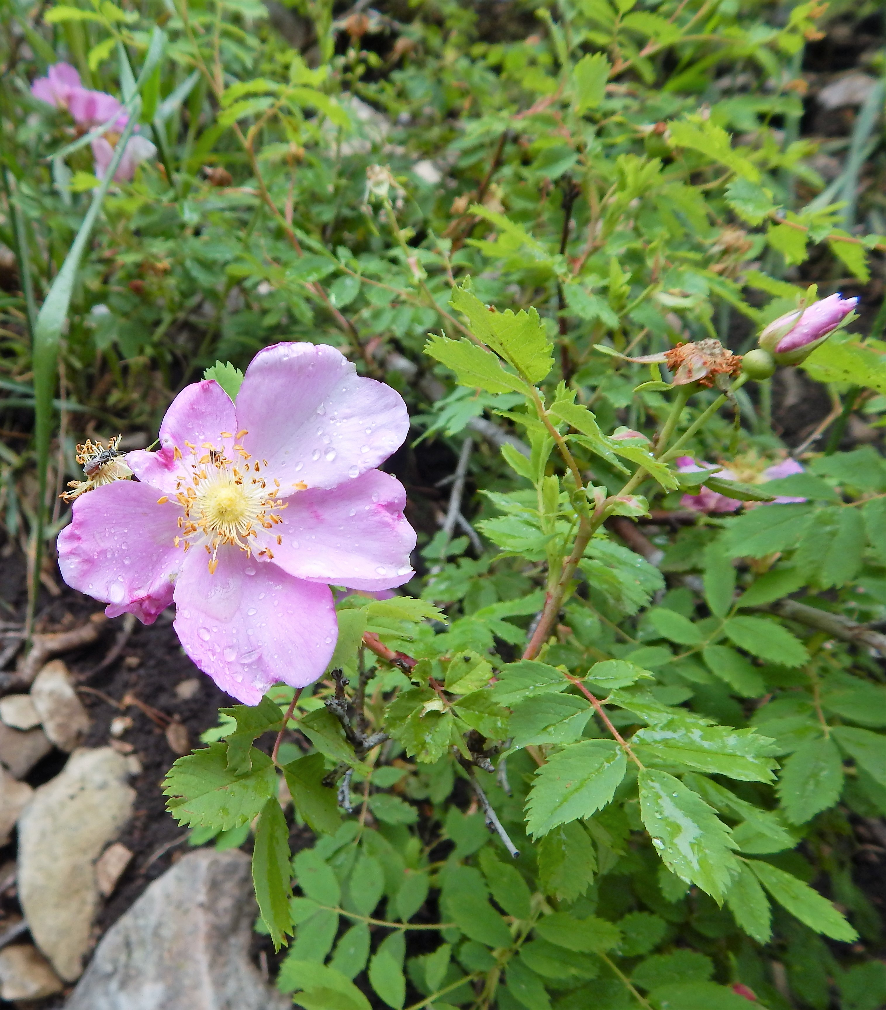 <i>Rosa woodsii ssp. woodsii</i>; Wood's Rose