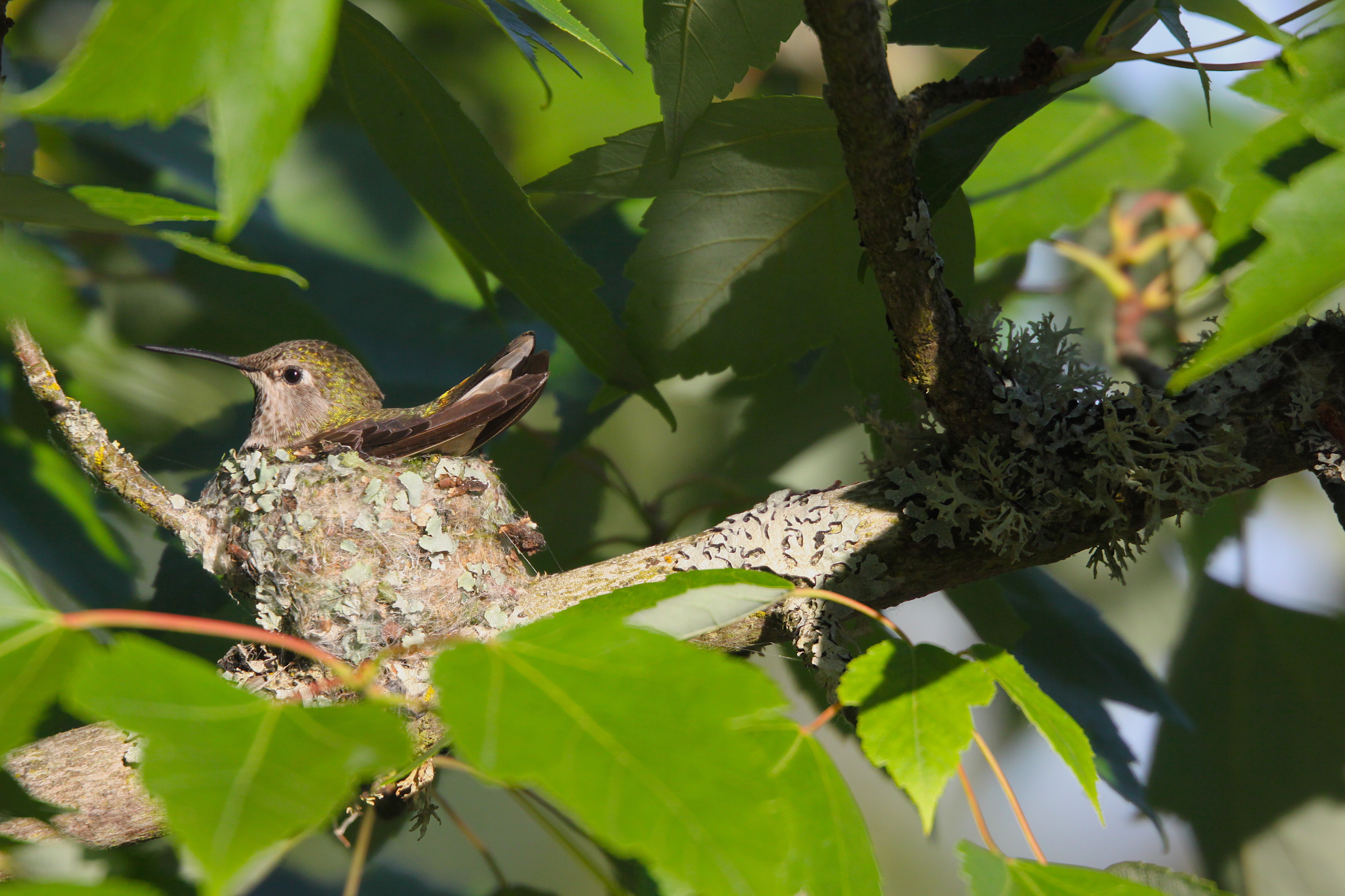 <i>Selasphorus calliope</i>; Calliope Hummingbird
