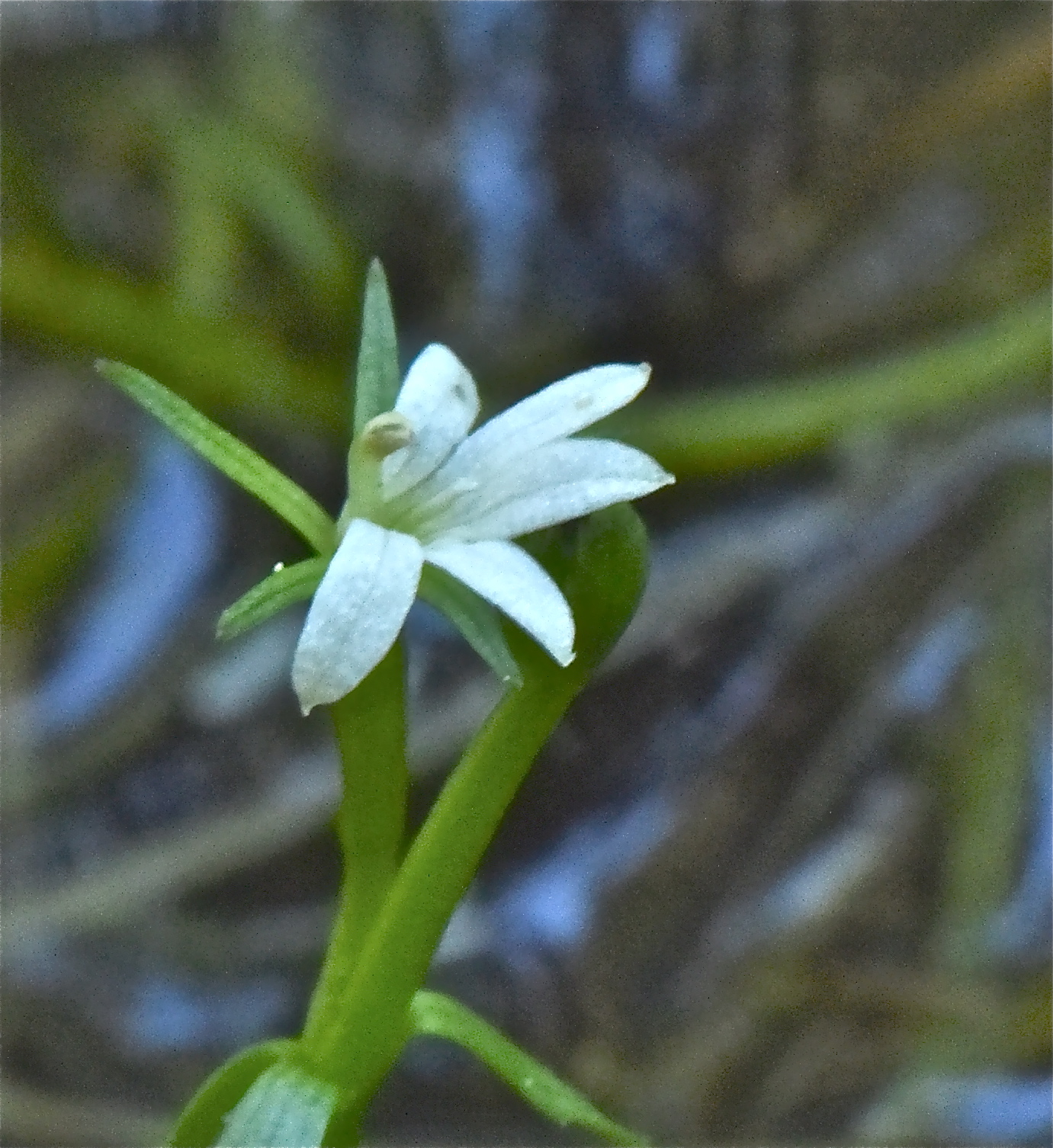 <i>Howellia aquatilis</i>